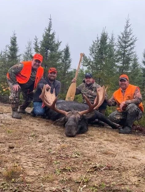 Four hunters in camouflage and orange vests posing with a large moose they have hunted, outdoors in a forested area, some holding the animal and a few holding a wooden paddle.
