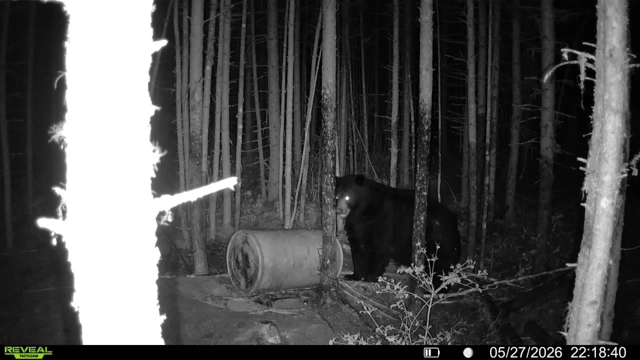 A black bear standing in a forest at night, alert and looking toward the camera with glowing eyes, near a fallen tree and a wooden barrel.