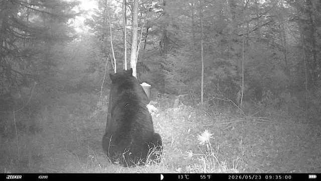 A black bear sitting on the ground with its back to the camera in a wooded area, captured by a trail camera with date and temperature information