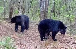 Two black bears walking through a forested area with trees and green foliage.
