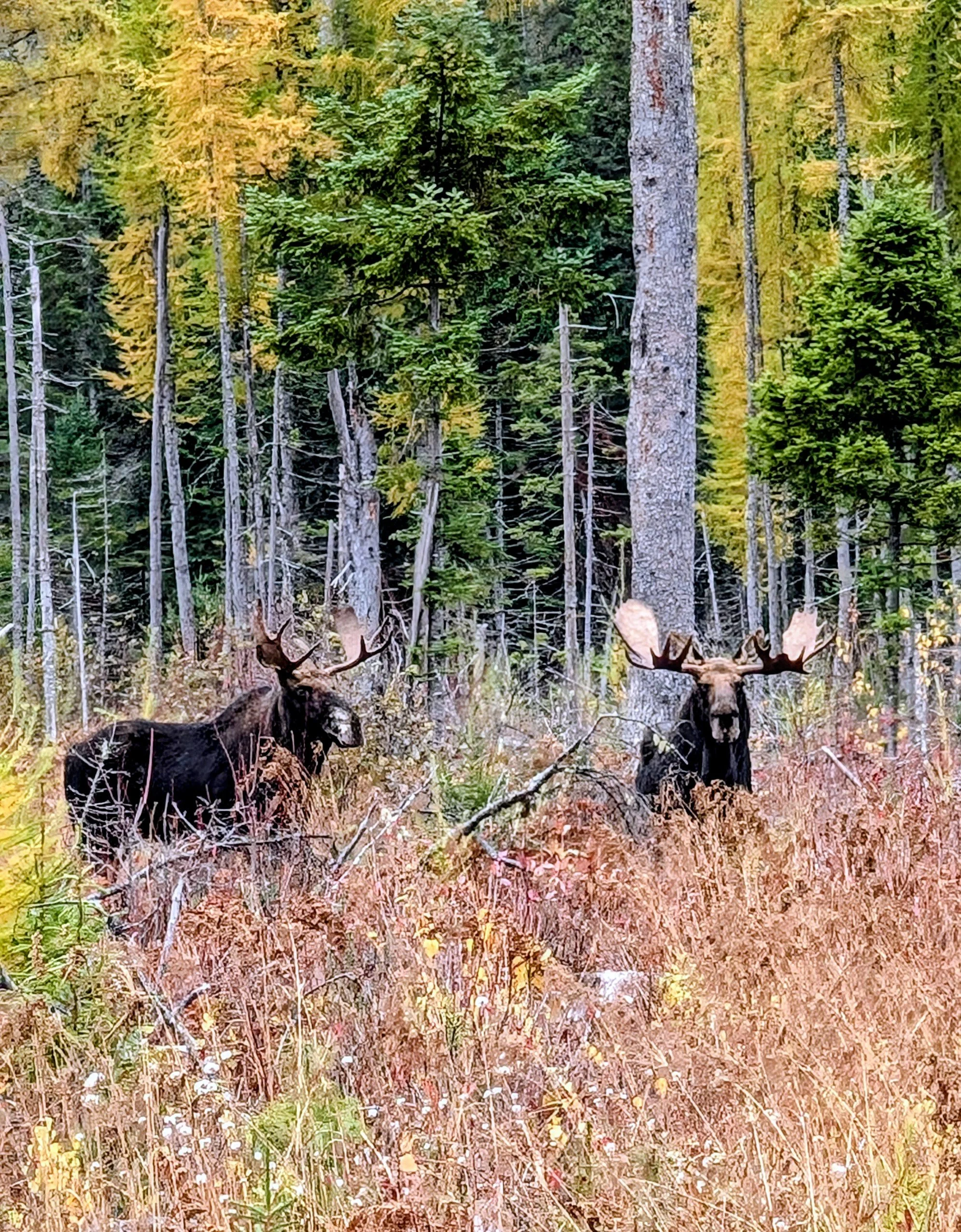 Two large moose with antlers standing in a forested area with tall trees and autumn-colored foliage.