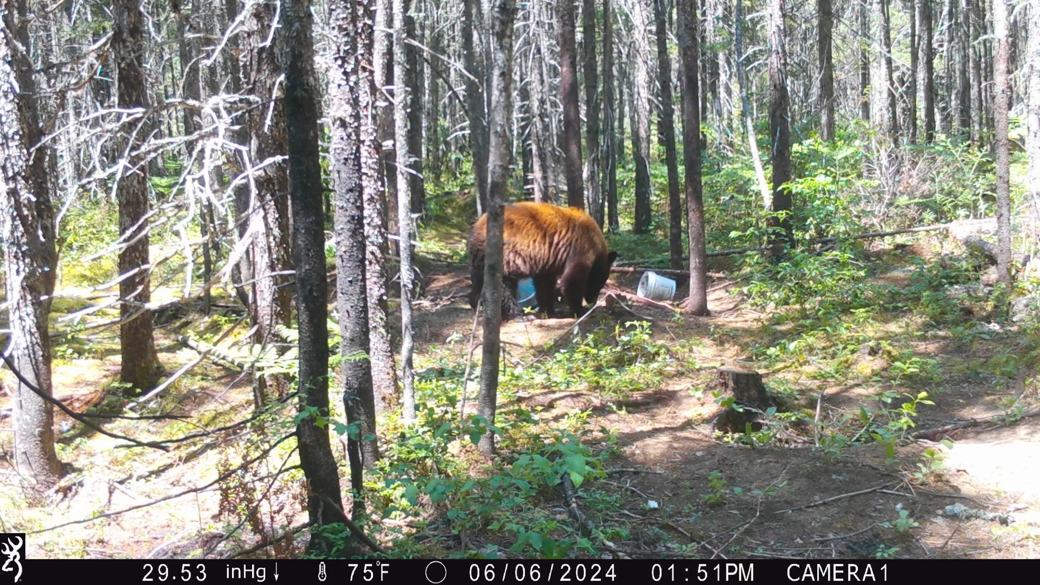 Boston of a brown bear in a dense forest with trees and green foliage, with trash scattered on the ground and a white bucket behind the bear.