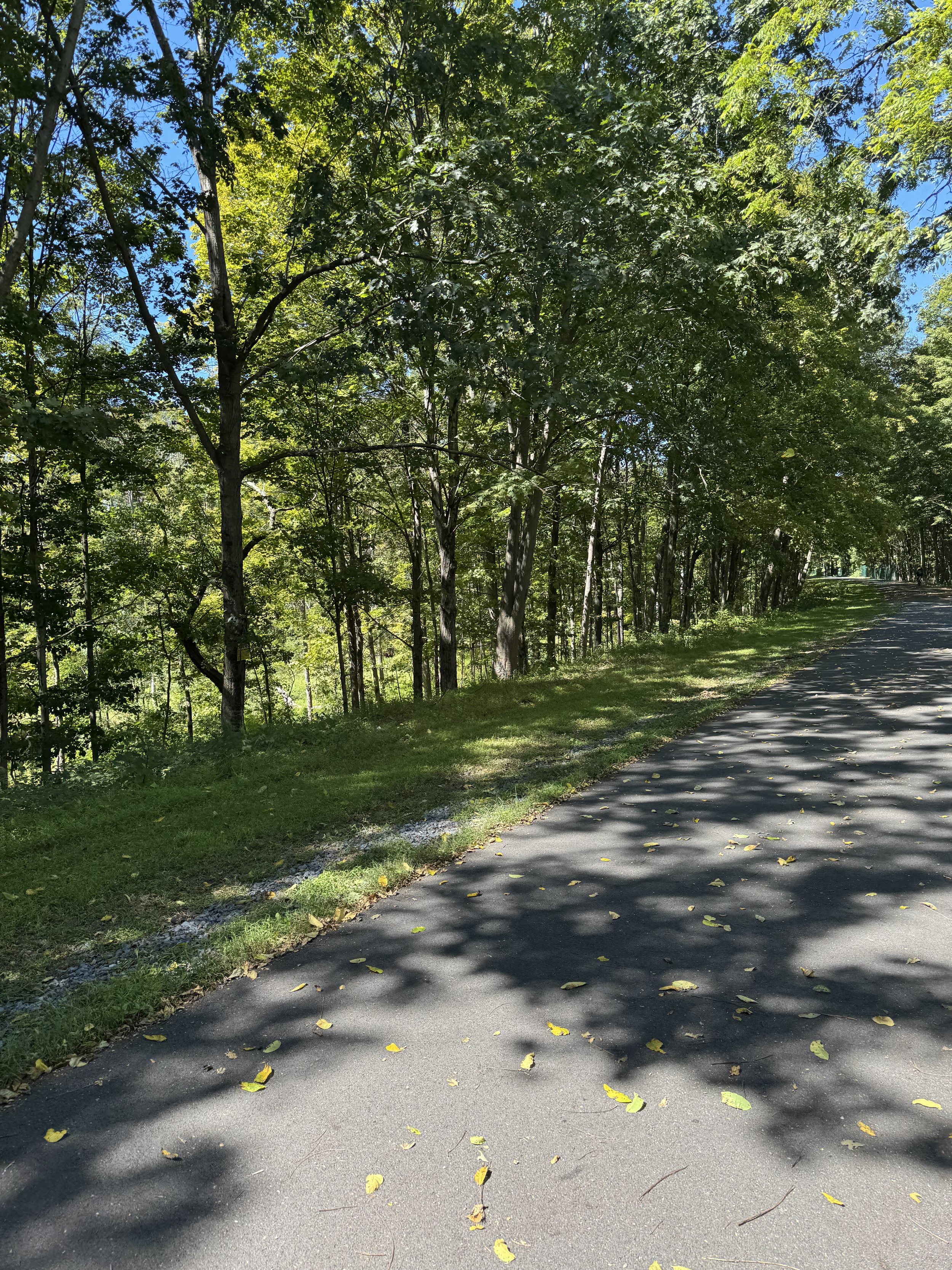A paved pathway lined with green grass and tall trees on the side, with shadows cast by the trees on the pathway under a bright blue sky.