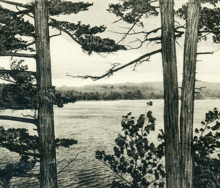 Black and white drawing of a lakeside scene with tall trees and a distant tree line across the water