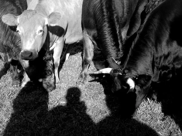 Black and white photo of a group of farm cows gathering outdoors on grass, with a person taking the photo visible as a shadow on the ground.