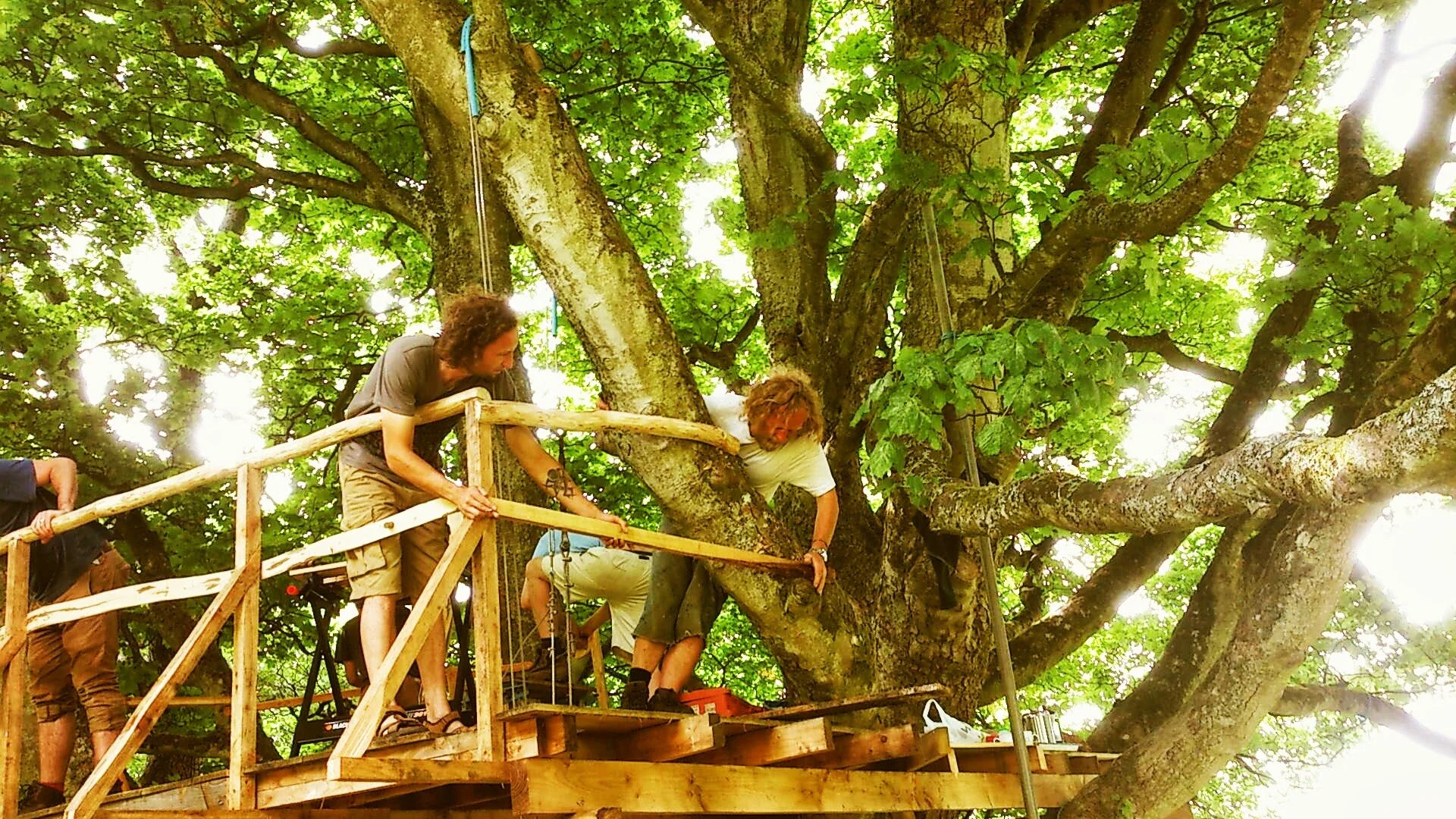 People working on a treehouse platform in a large leafy tree, with tools and safety equipment around.
