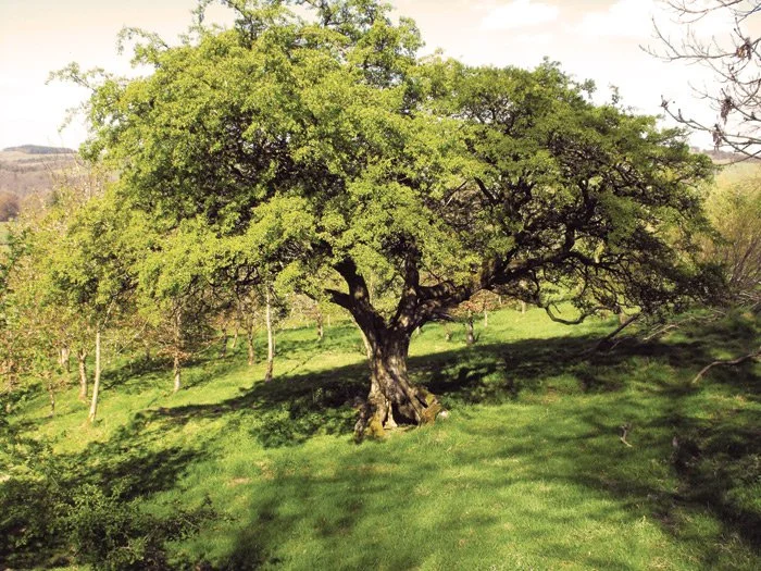 A large, leafy green tree standing on a grassy field with shadows cast on the ground, under a partly cloudy sky.