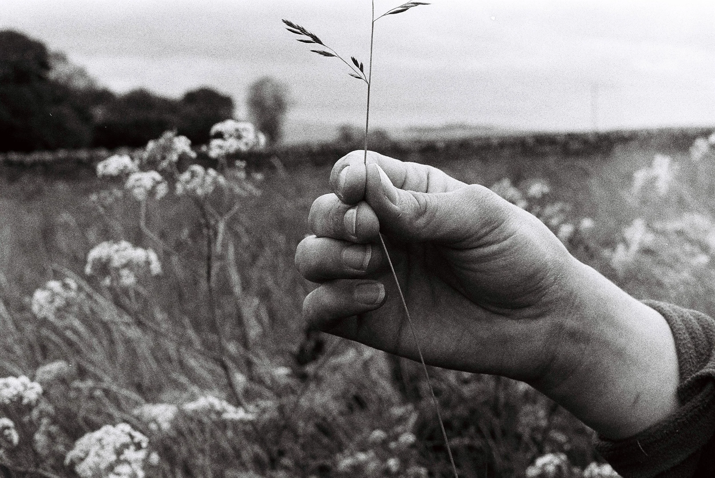 A hand holding a single tall grass stem against a background of wildflowers and an open landscape in black and white.