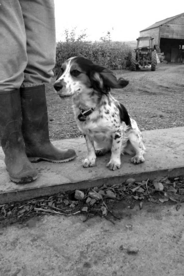 A black and white photo of a small dog sitting on a step next to a person wearing boots. The scene is outdoors with a barn and a tractor in the background.