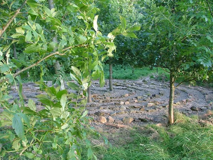 A wooded area with trees and a ground covered with rocks, forming circular or spiral patterns.