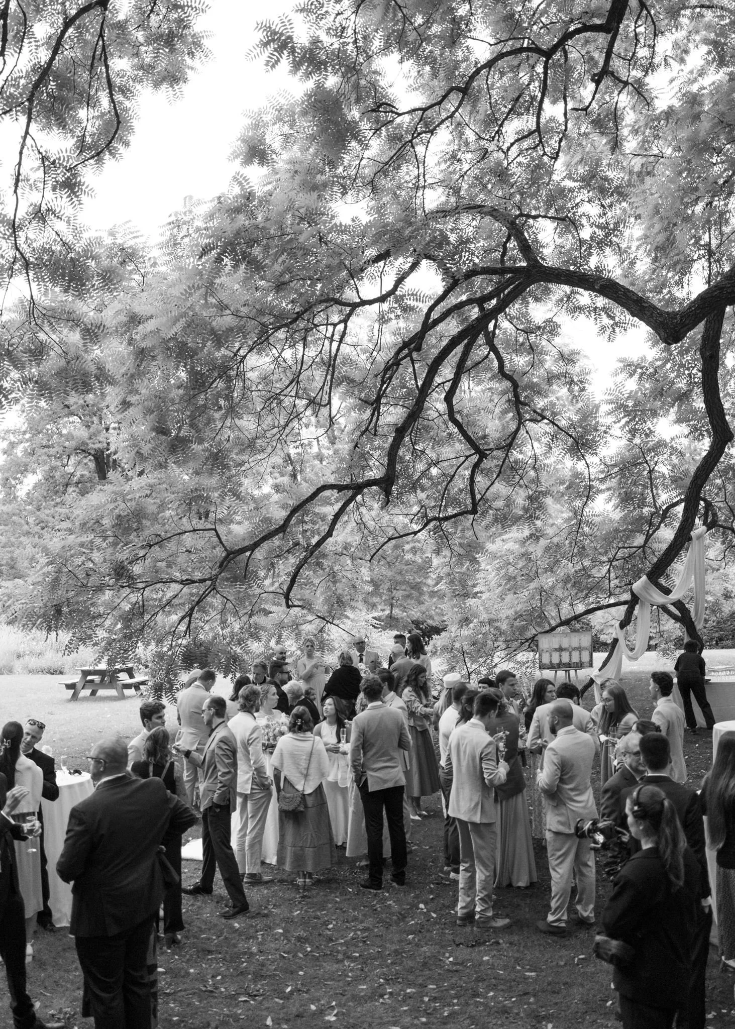 Une foule de personnes rassemblees lors d'une reception ou d'un événement en plein air à l'ombre d'un grand arbre, avec des tables et des décorations