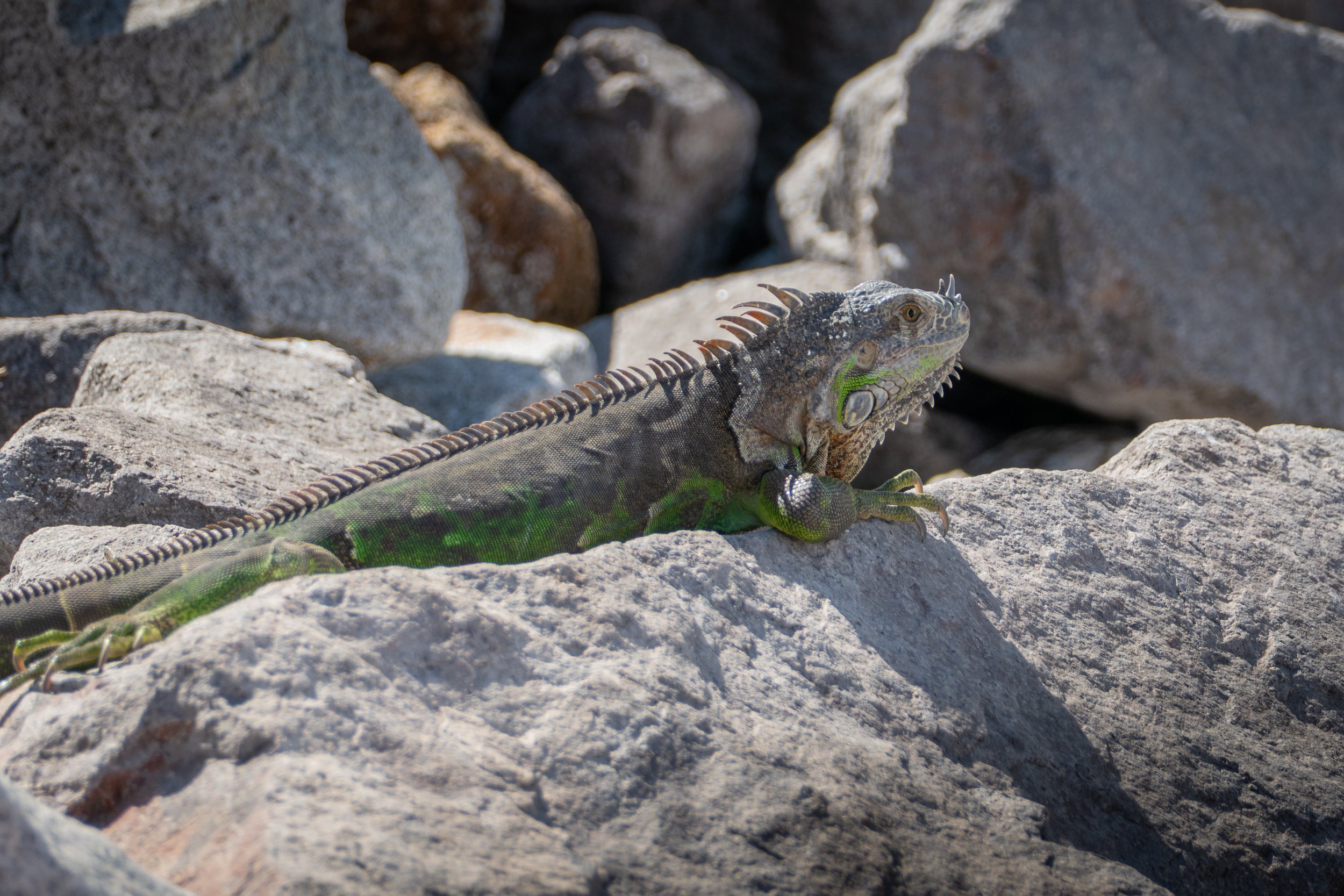 PUERTO VALLARTA 2023-12.jpg