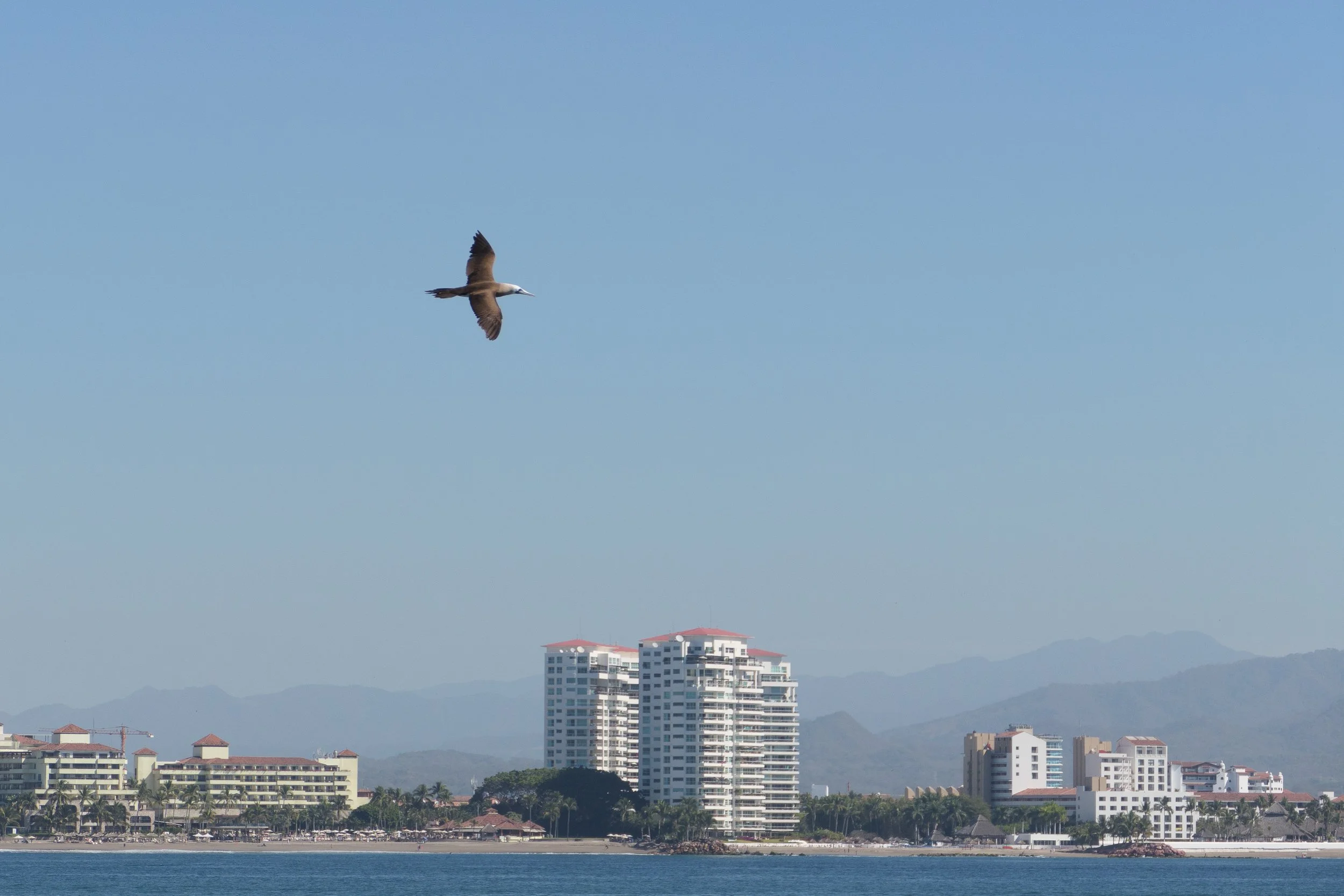 PUERTO VALLARTA 2023-11.jpg