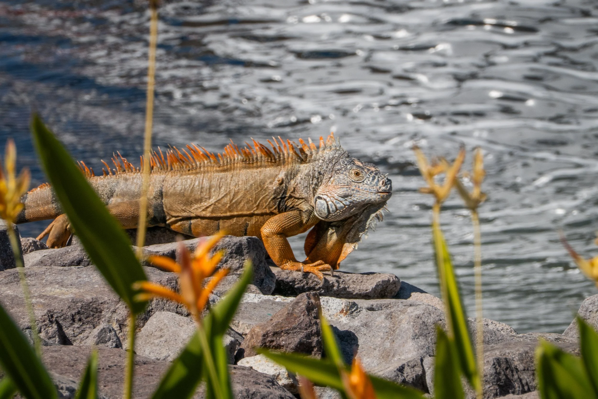 PUERTO VALLARTA 2023-13.jpg