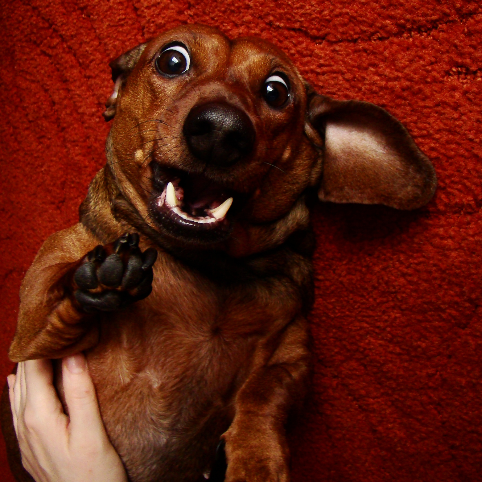 A brown Dachshund dog lying on a red carpet, looking up with wide eyes and an open mouth showing teeth, while someone holds its paw.