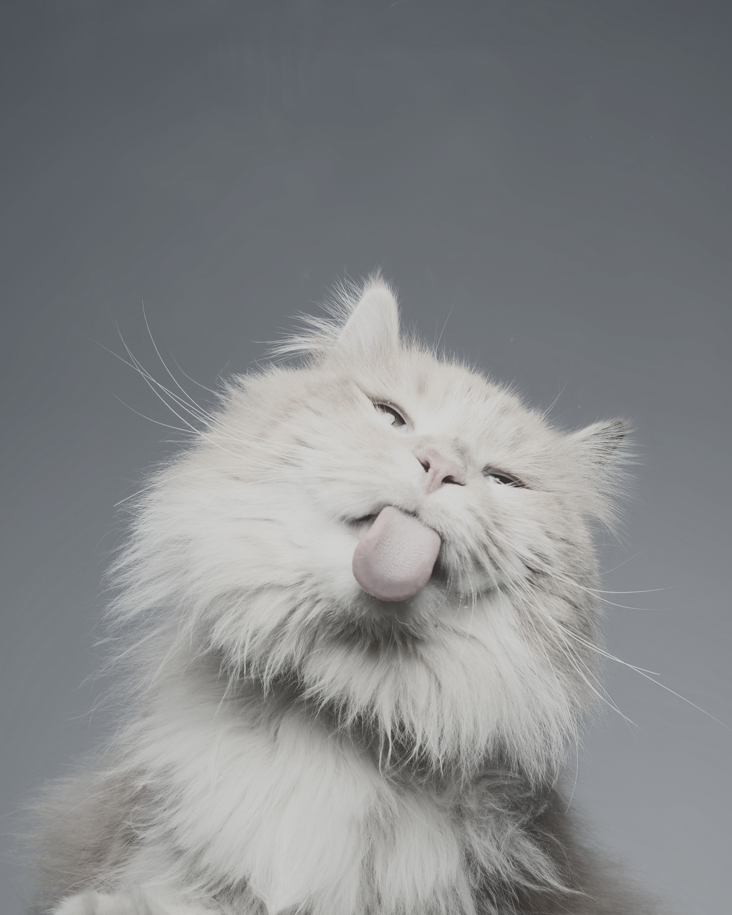 A fluffy white cat with blue eyes sticking out its tongue and slightly squinting against a plain gray background.
