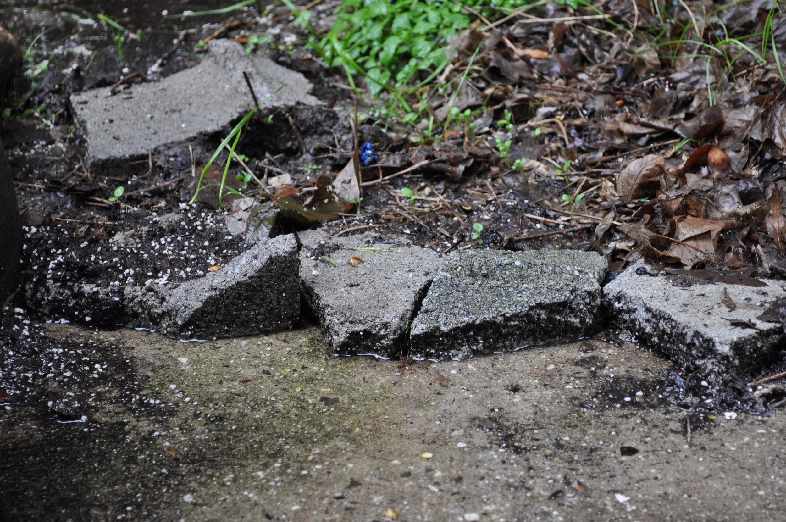 Backyard Days: DIY Ecological Resilience 