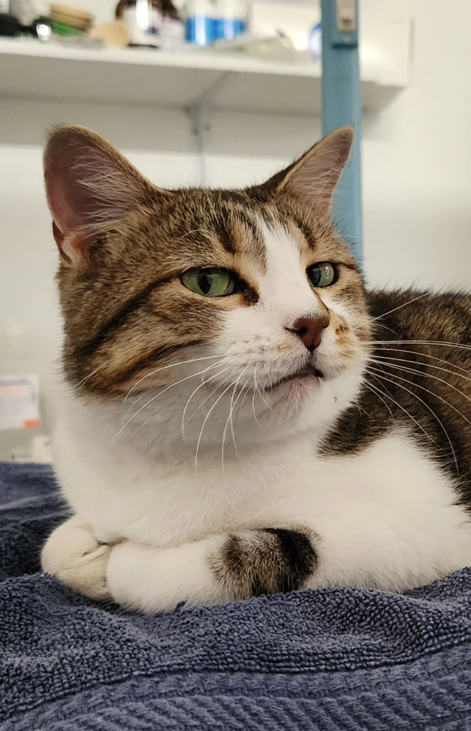 Close-up of a tabby and white cat with green eyes, lying on a dark blue towel, indoors.