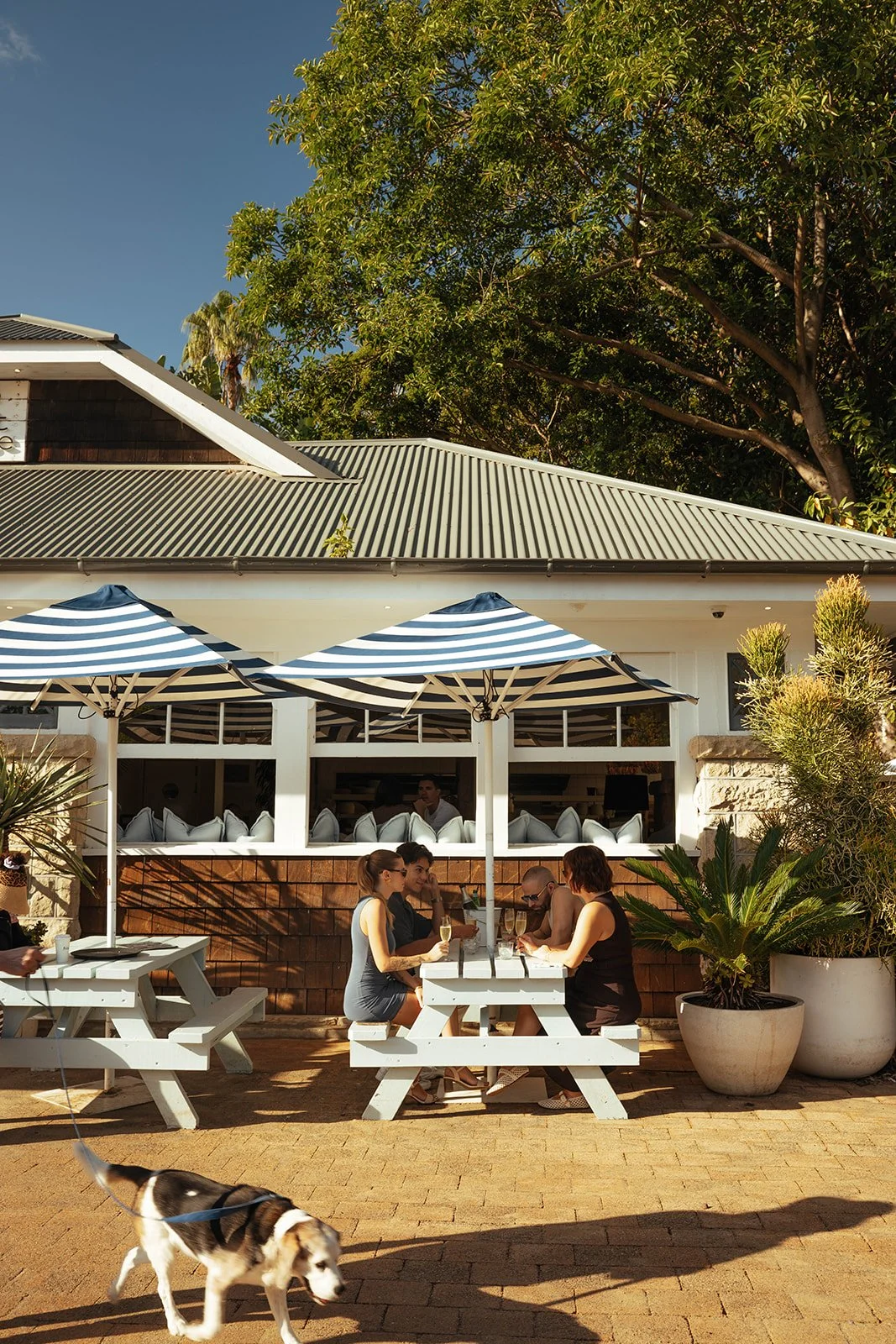 People dining at an outdoor restaurant with striped umbrellas, a dog walking nearby, and a building with large windows and trees in the background.