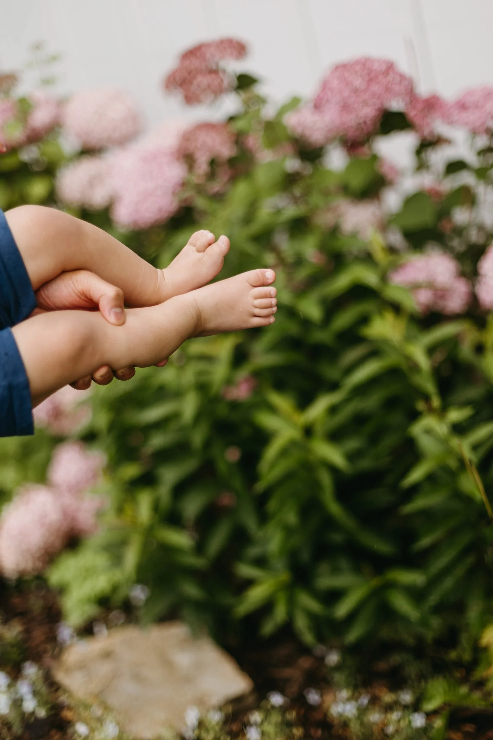 A person holding a child's legs in a garden with pink hydrangea flowers in the background.