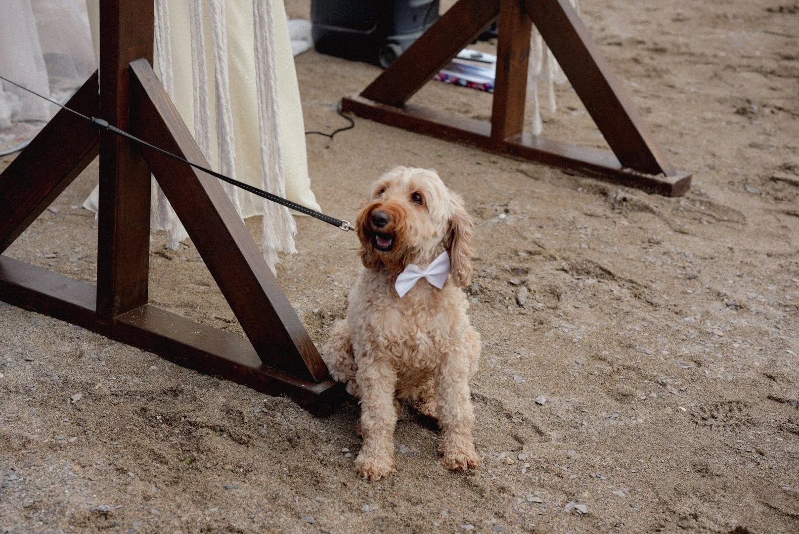 A light-colored, curly-haired dog wearing a white bow tie, sitting on sandy ground, with wooden structures and white fabric in the background, possibly at an outdoor event or wedding.