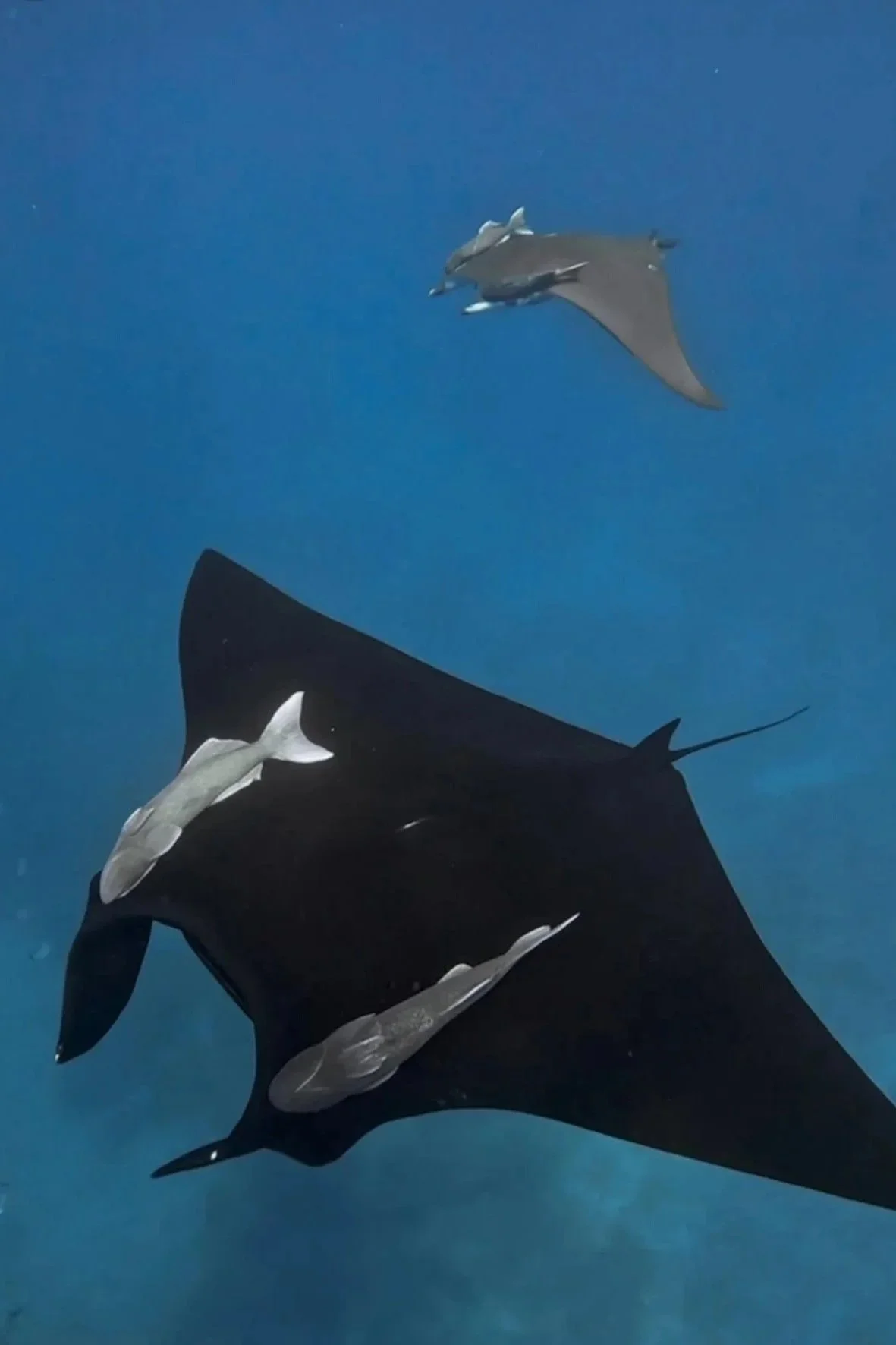 Una Manta Oceanica Gigante nadando en el Mar de Cortez rodeada de peces.