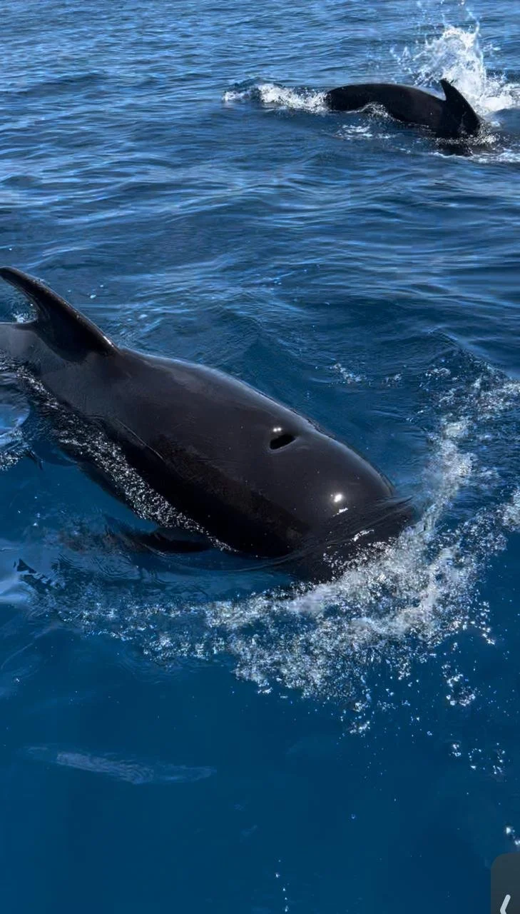 Dos ballenas piloto nadando alado de la lancha