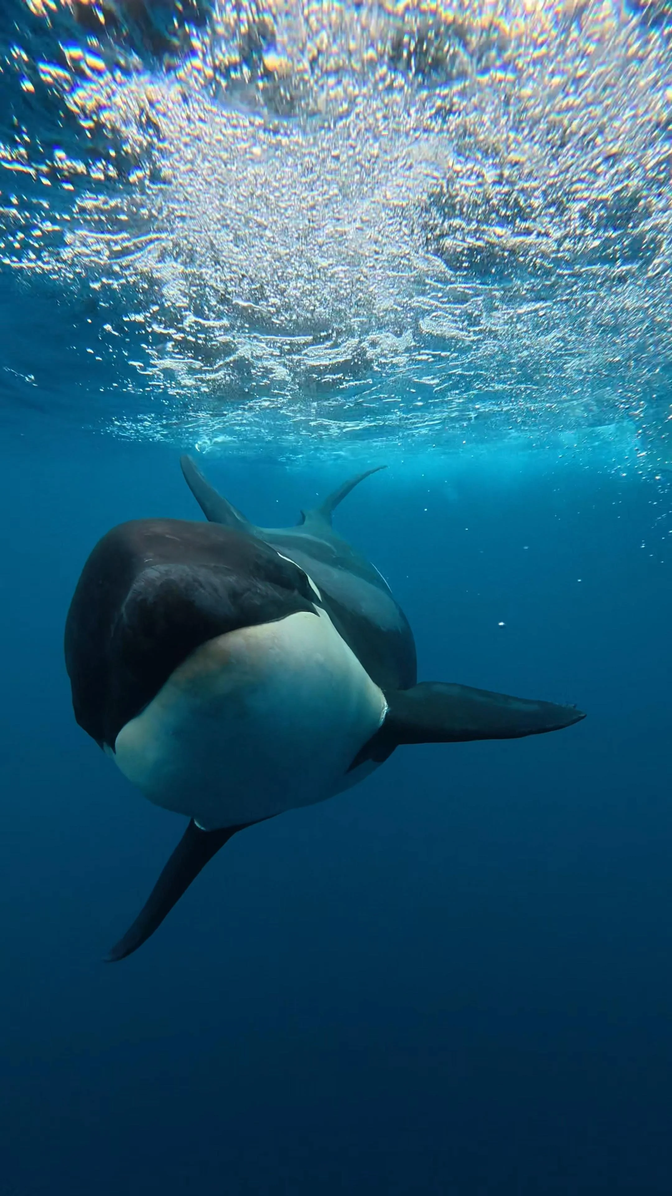 Orca nadando en el océano con agua azul y luz solar.