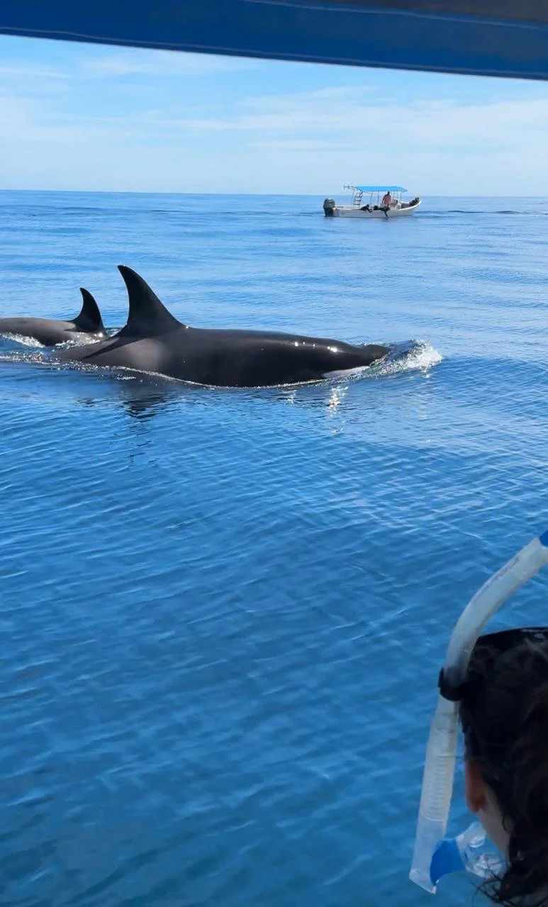 Dos delfines nadando en el océano cerca de un barco con una persona en una lancha en el fondo.