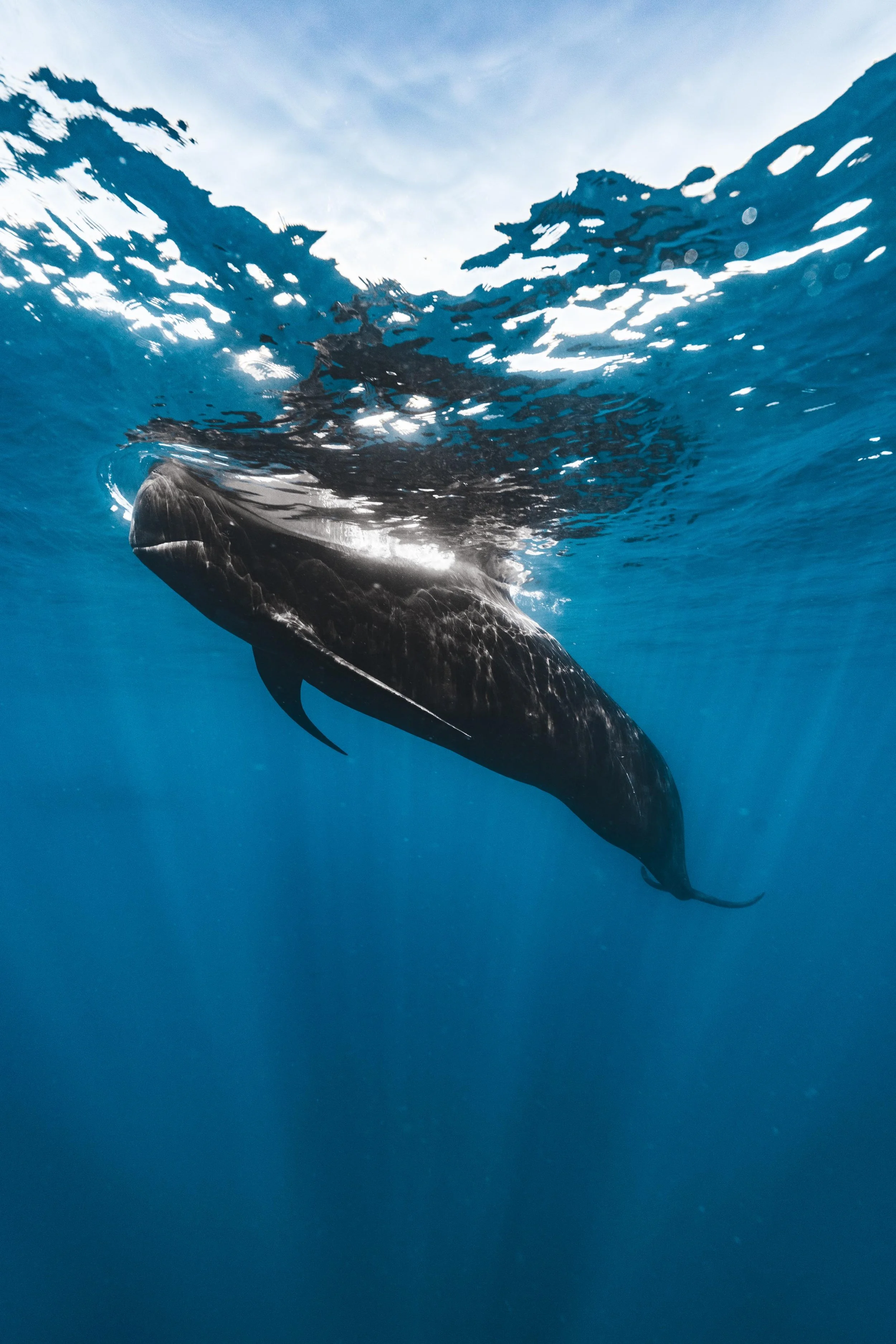 Una ballena nadando en el océano, vista desde abajo con el agua y el cielo visible arriba.