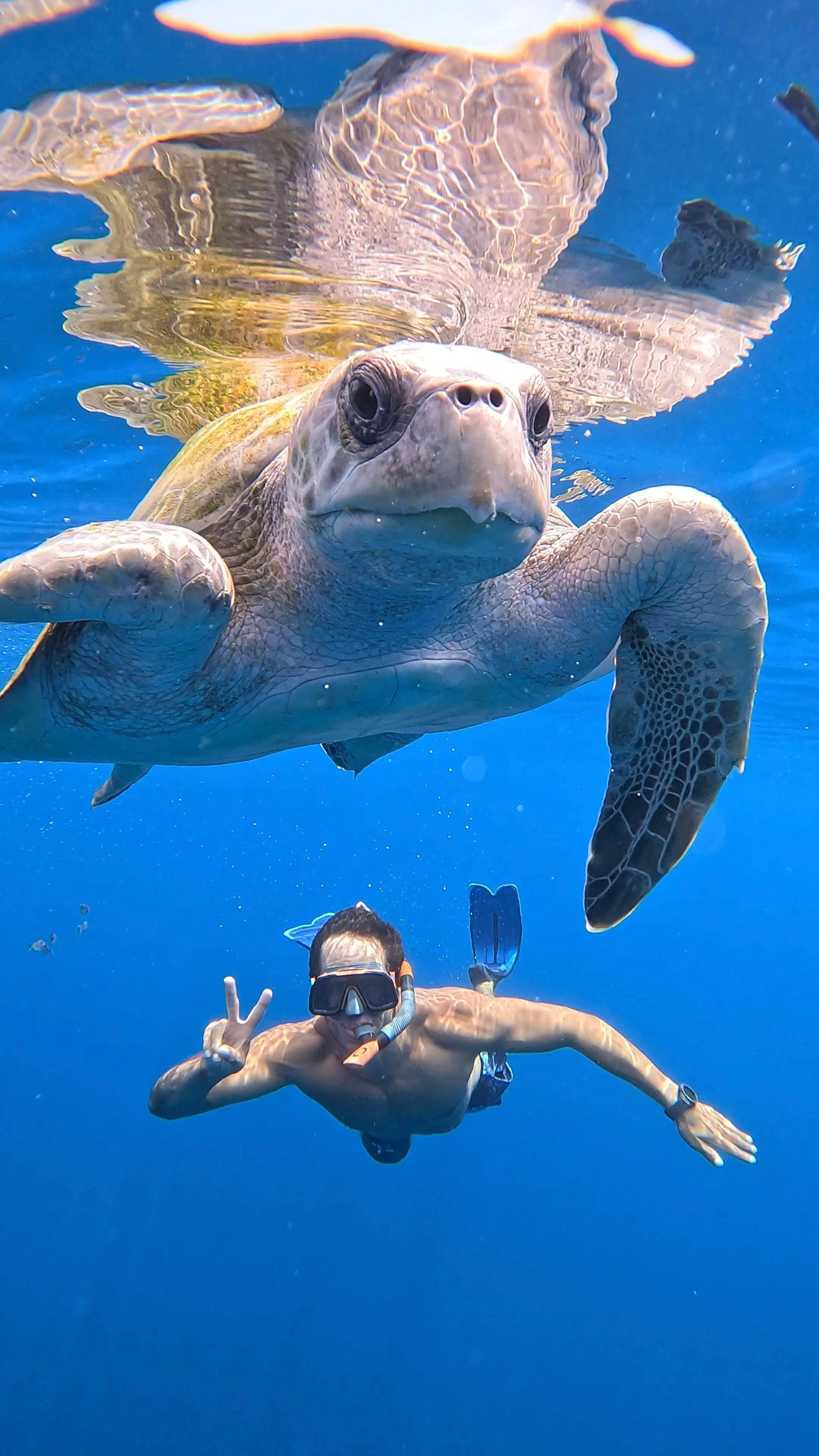 Tortuga nadando en el océano azul con un hombre snorkeleando que hace una señal de paz.