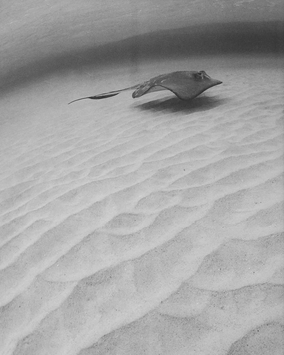A stingray swimming above sandy ocean floor with rippled patterns.