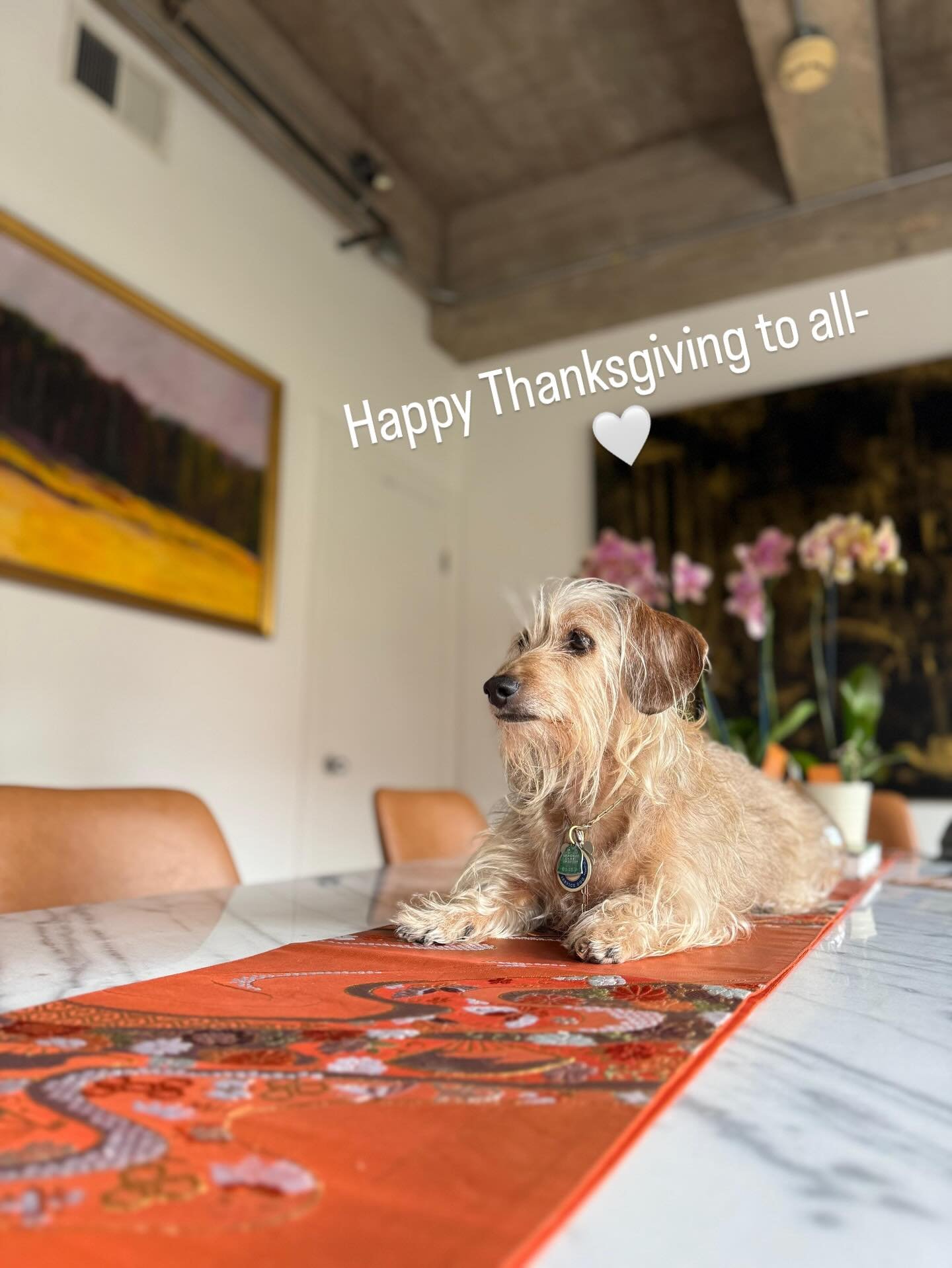 🐶🍂
#happythanksgivng #animallovers #beauty