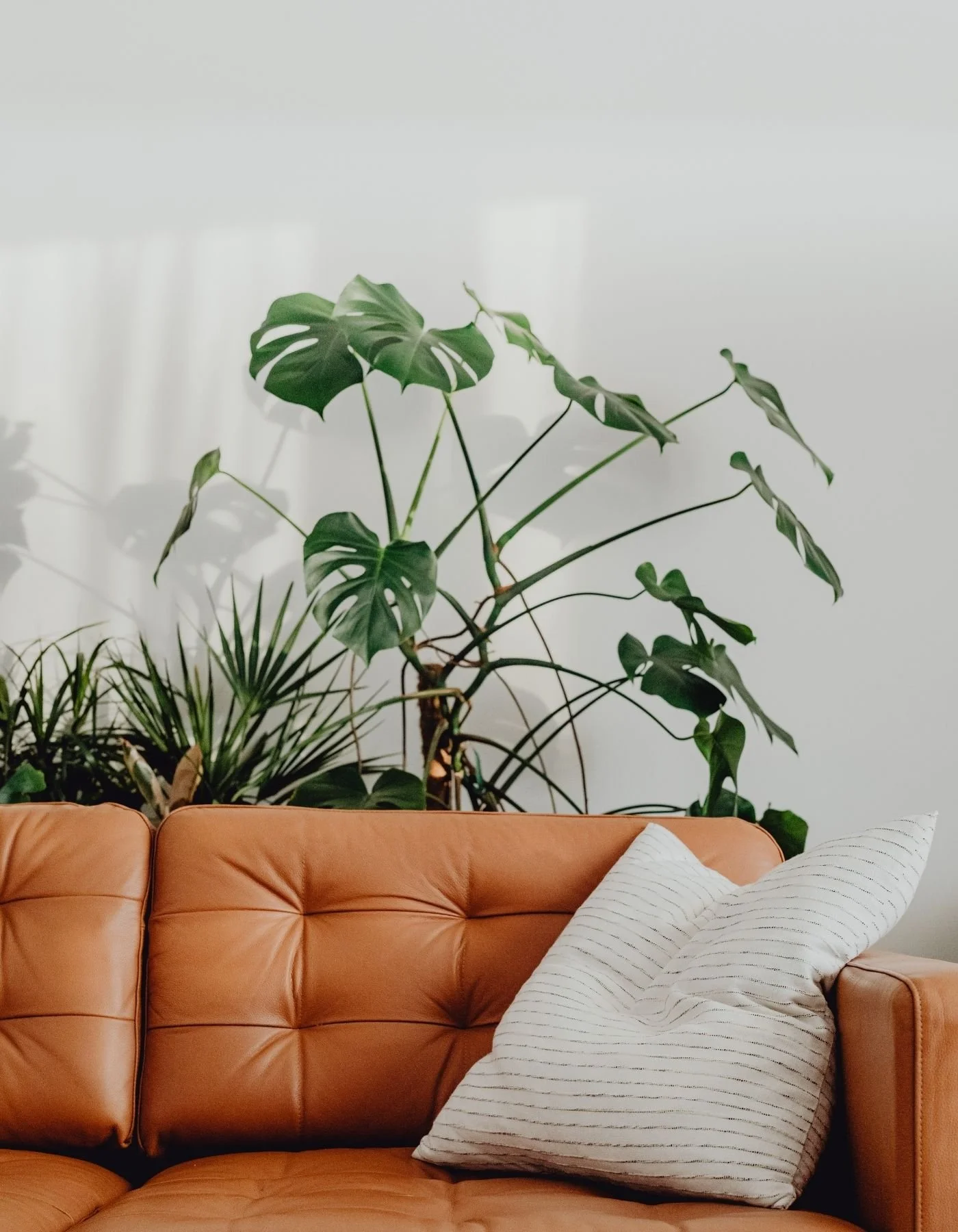 A tan leather sofa with a light colored striped pillow, surrounded by various green indoor plants against a white wall.