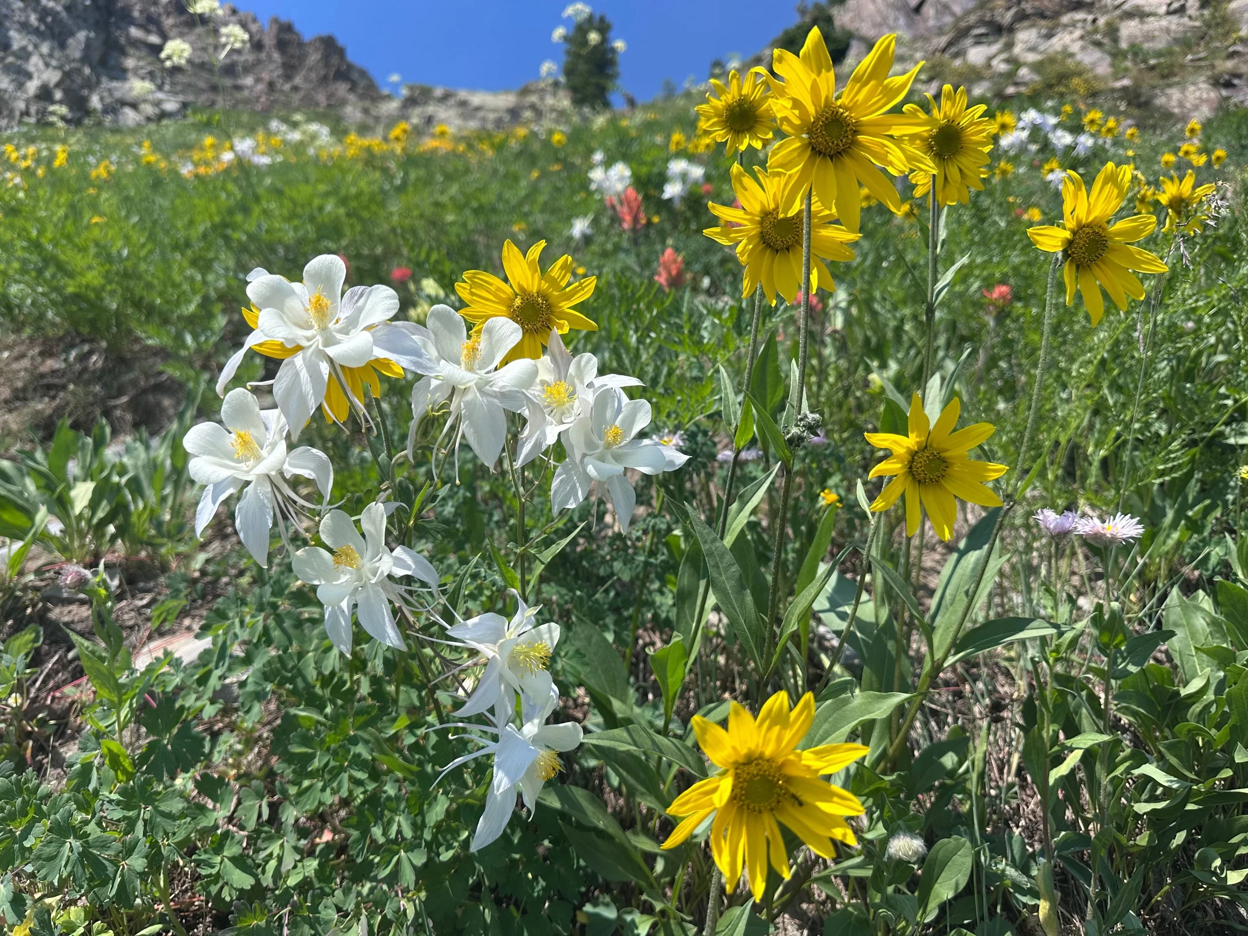 Crested Butte wildflowers representing the simple, natural, step-by-step process behind our second-home care and adventure concierge services