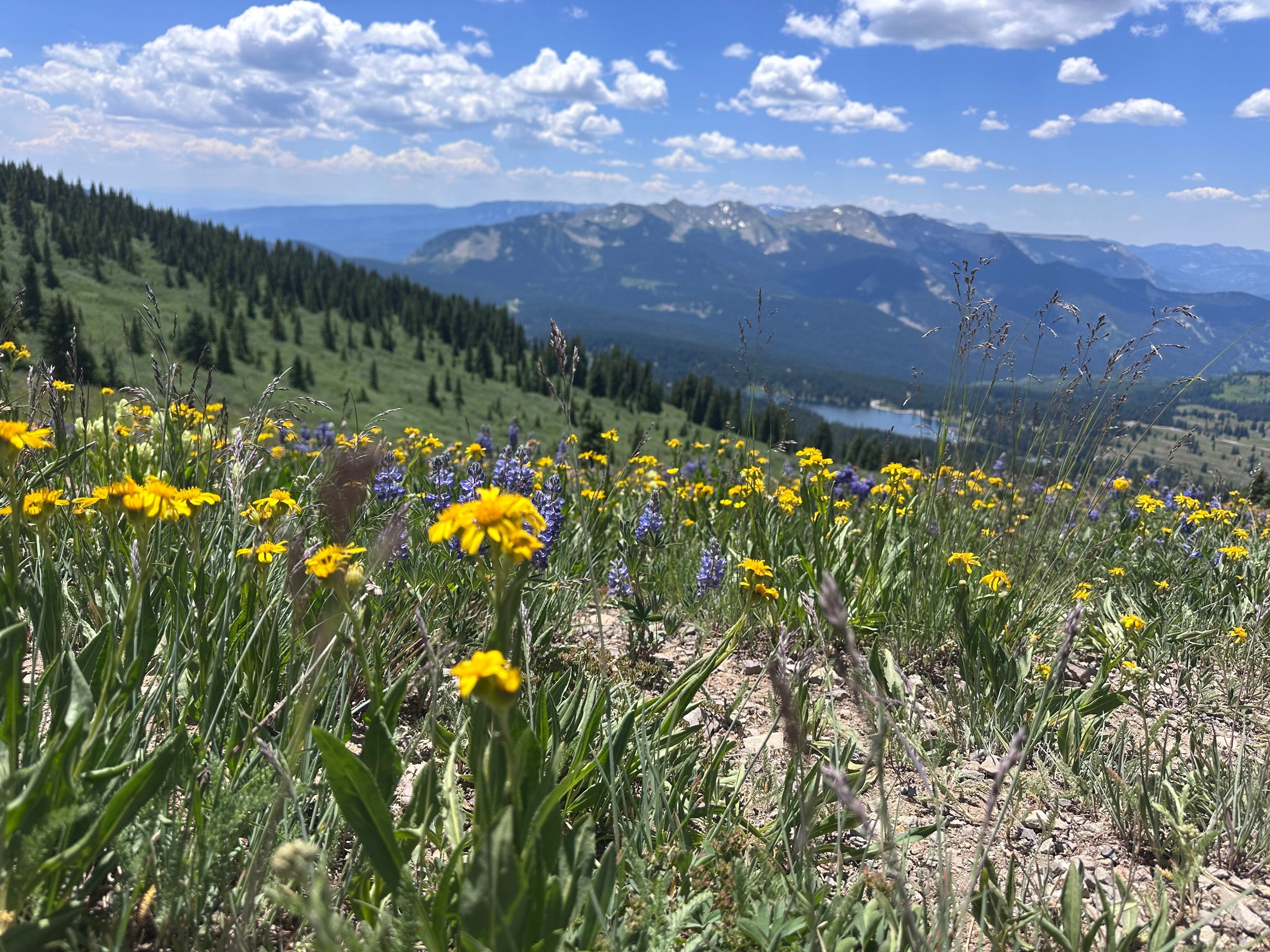 Crested Butte wildflowers overlooking mountains and Lake Irwin — Adventure Management LLC local expertise
