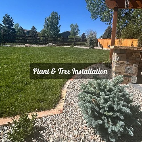 Plant and tree installation services that enhance your landscape with healthy, thriving greenery