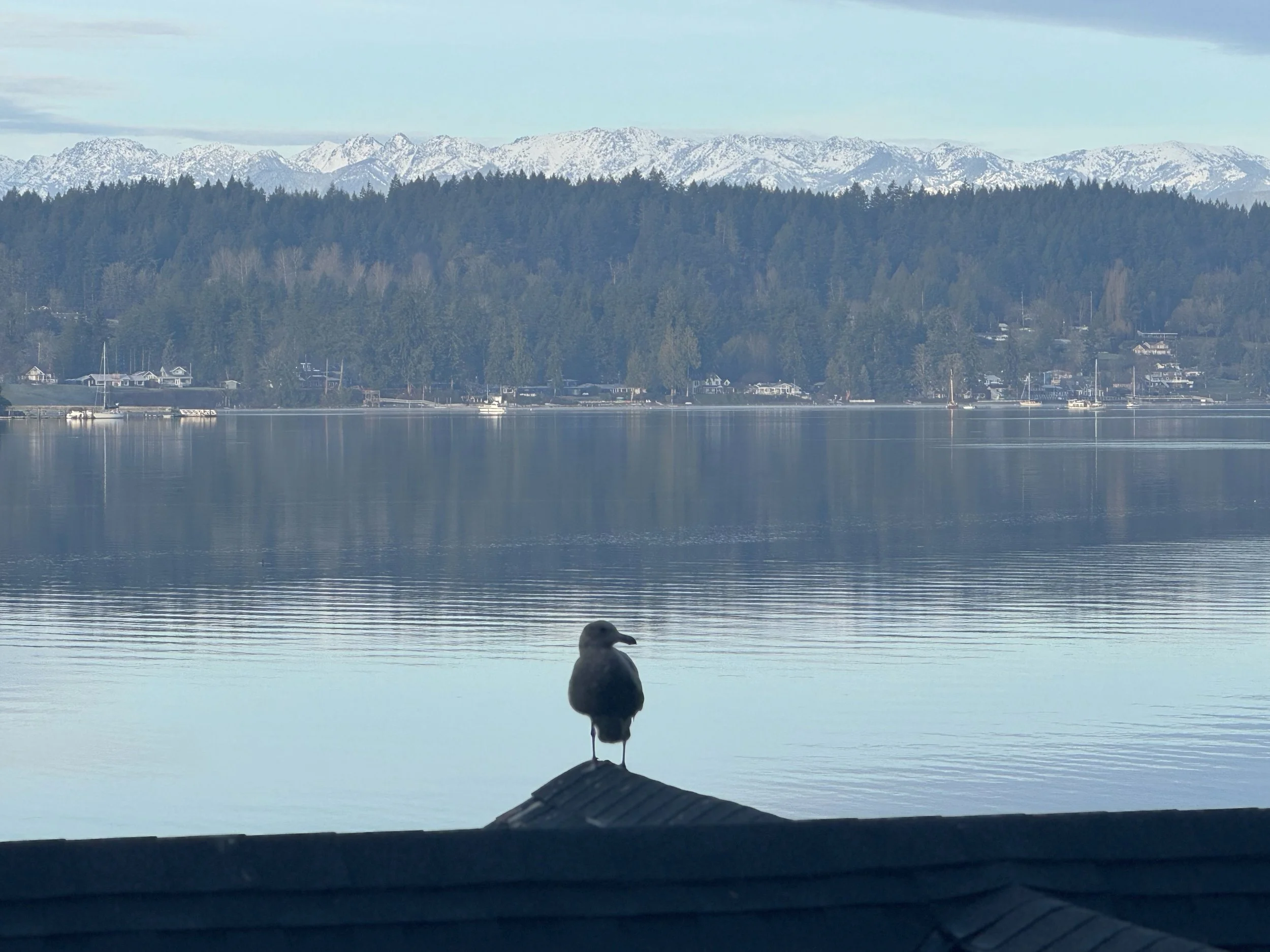 A seagull standing on the edge of a roof, overlooking a calm body of water with houses and trees, and snow-capped mountains in the background.