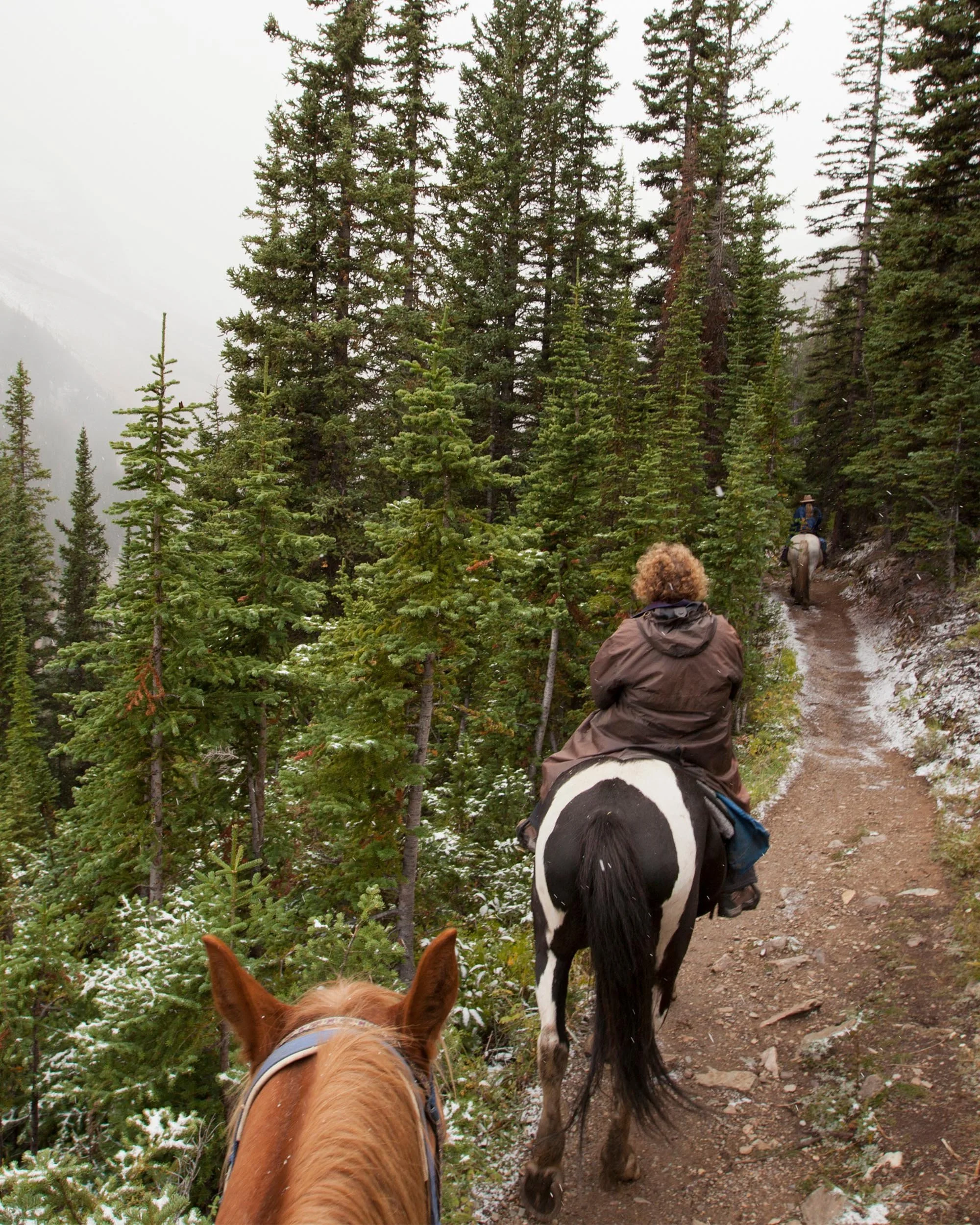 People riding horses along a mountain tree trail