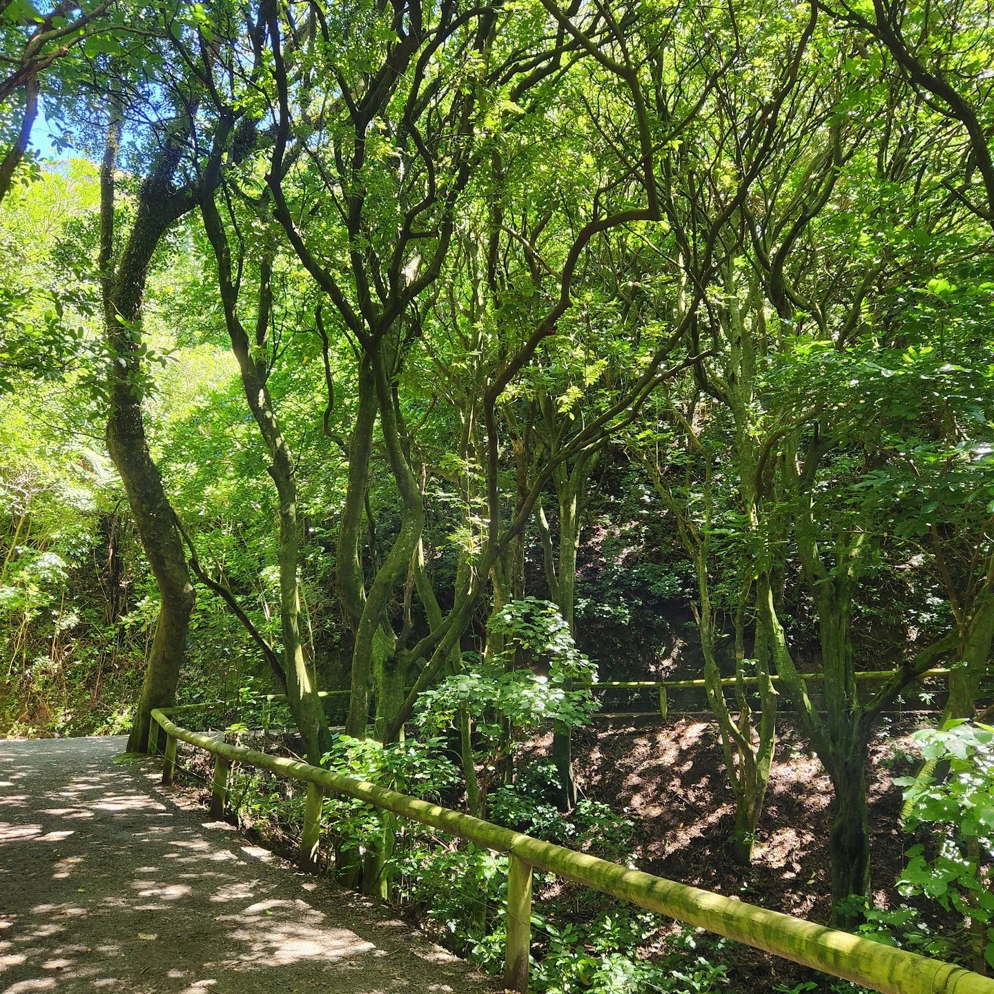 Late-summer cicadas cranked at full volume ☀️