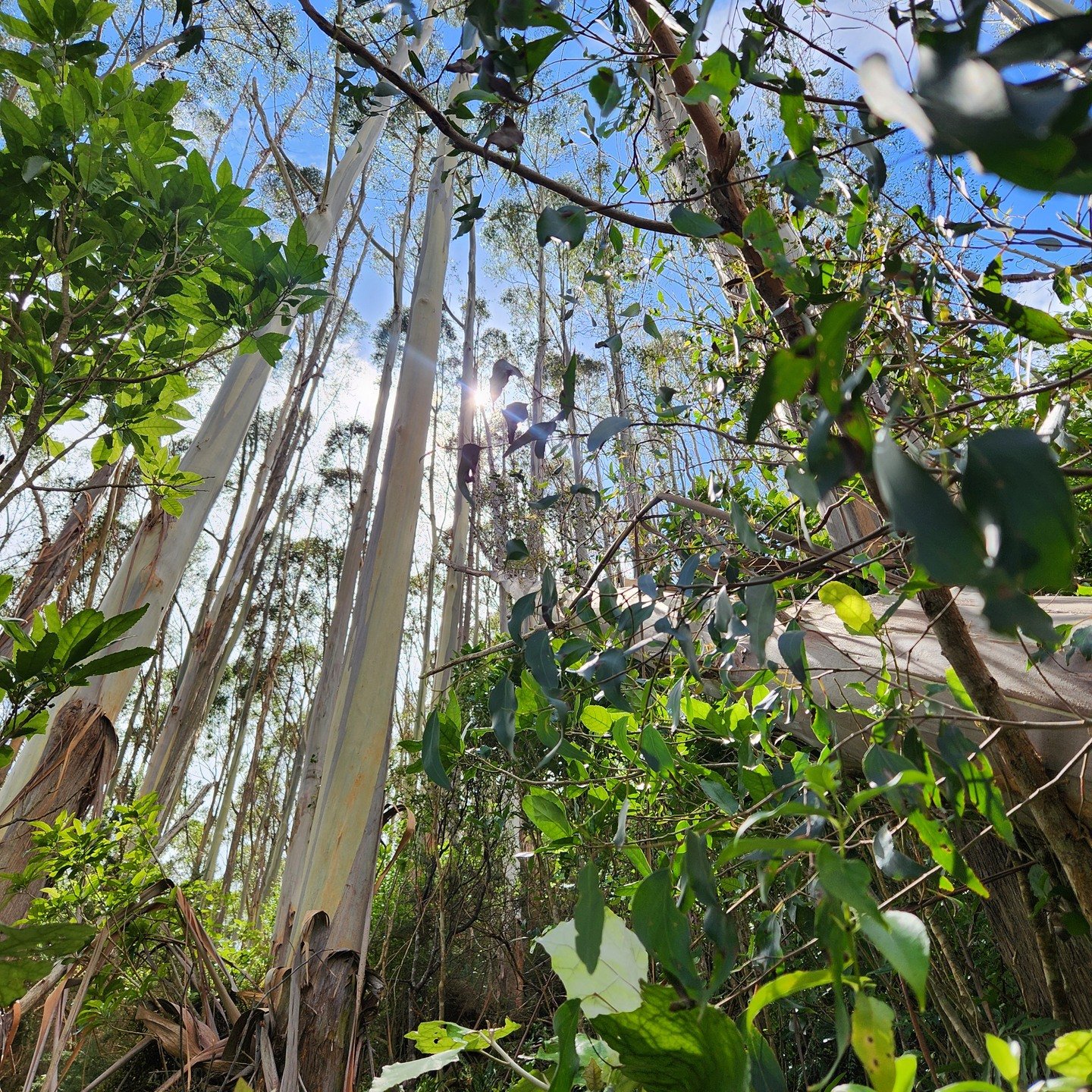 In search of the elusive Draft Three 📖

A year into my memoir manuscript and I&rsquo;m only just uncovering what it&rsquo;s really about. Every time I think I&rsquo;ve found the north star, it shifts and the story changes shape. 

But maybe that&rsq