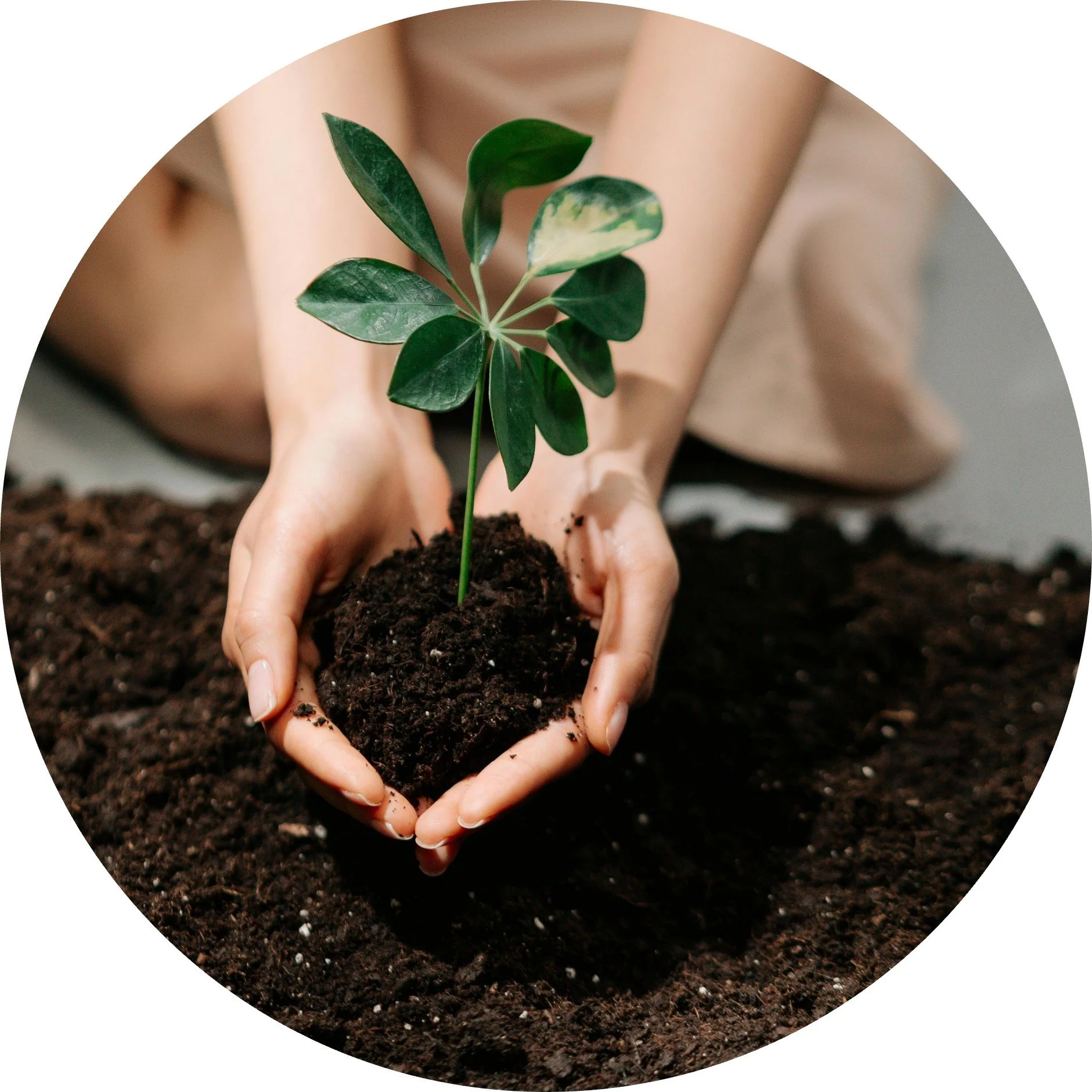 Person planting a small green seedling in dark soil with hands cupped around it.