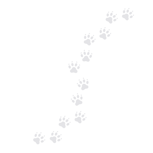 A trail of black and white paw prints on a black background, with the white paw print at the start.