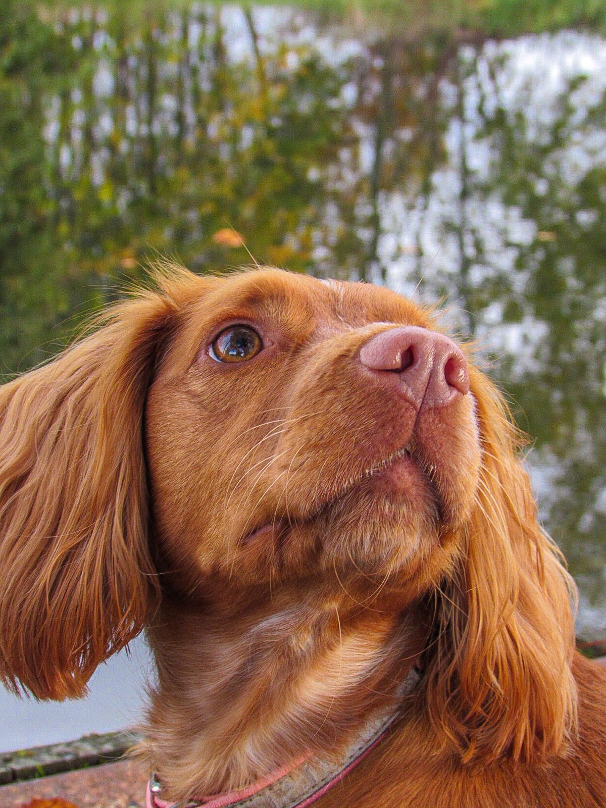 Close-up of a brown dog with long ears outdoors near water, with trees in the background.