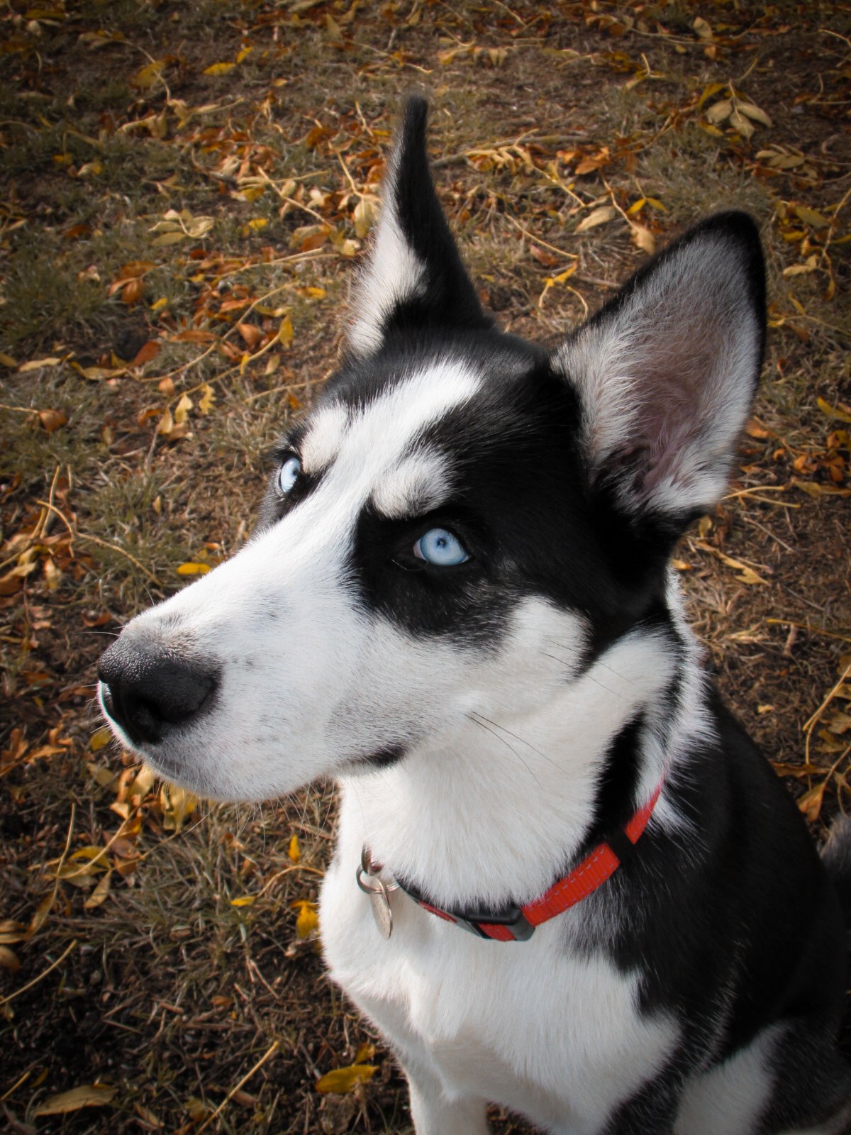 Close-up of a black and white Siberian Husky with blue eyes, wearing a red collar, outdoors on a ground with brown dirt and fallen yellow leaves.