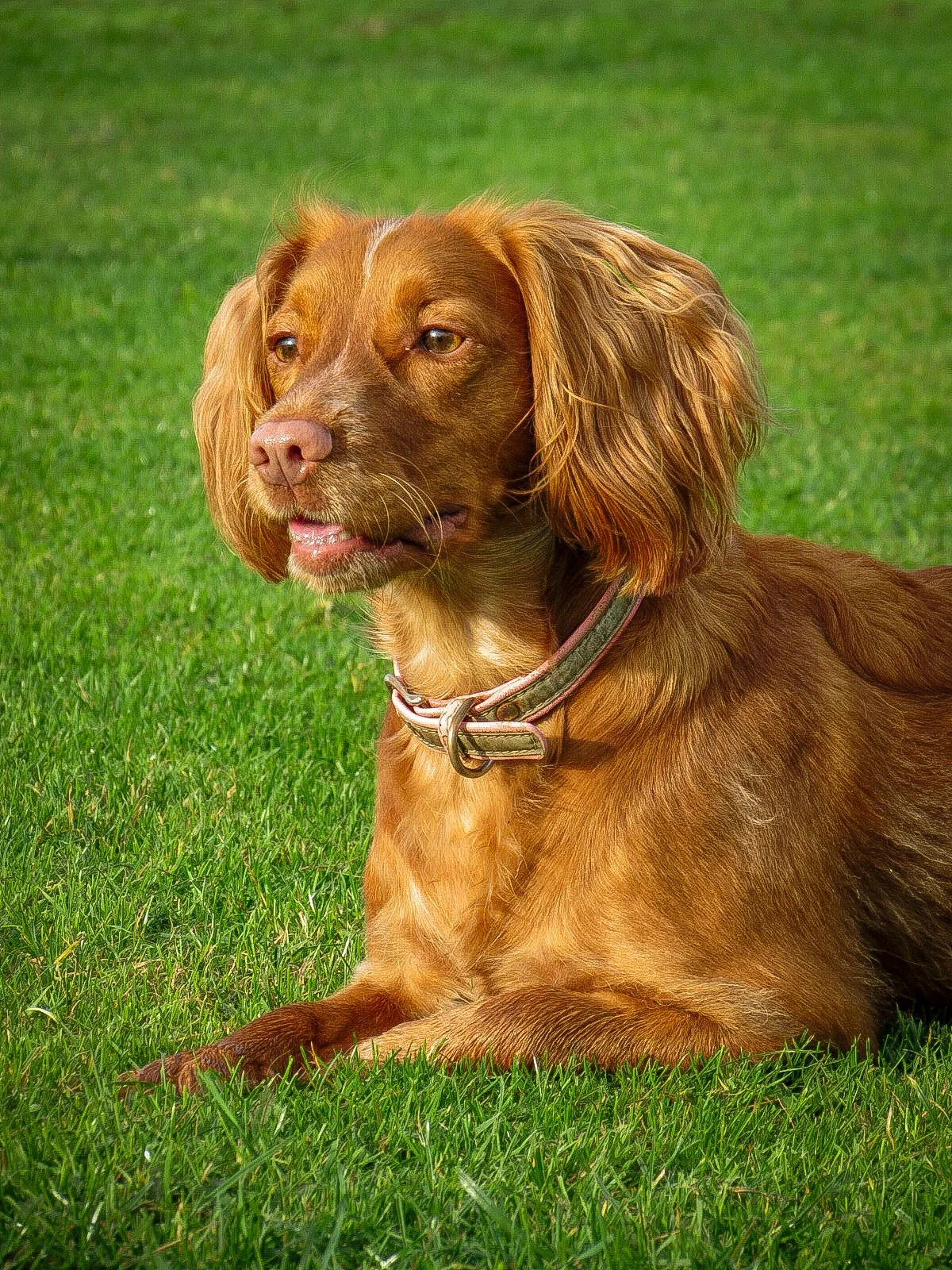 A brown dog with long, floppy ears and a pink nose is lying on green grass, looking to the side with its mouth slightly open.