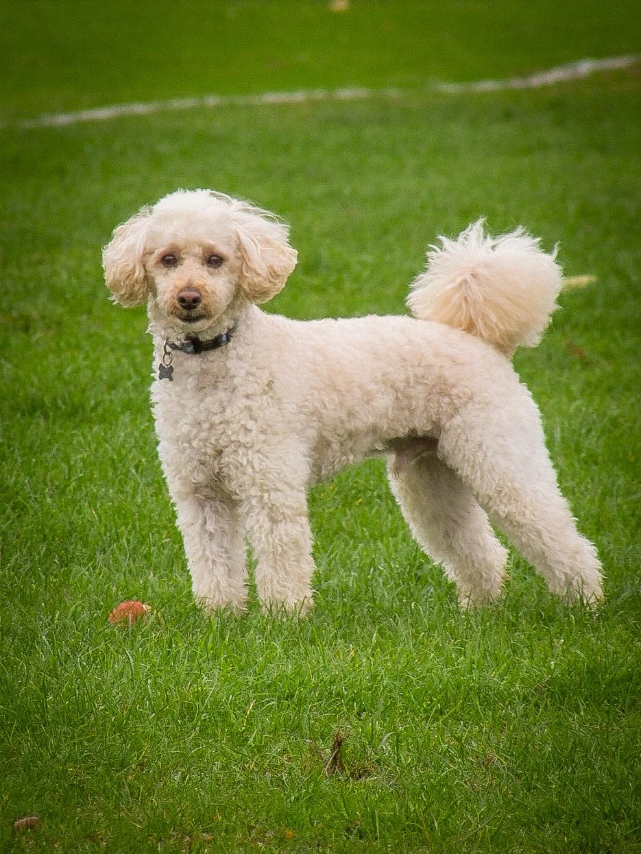 A cream-colored poodle standing on green grass, looking at the camera with a neutral expression.