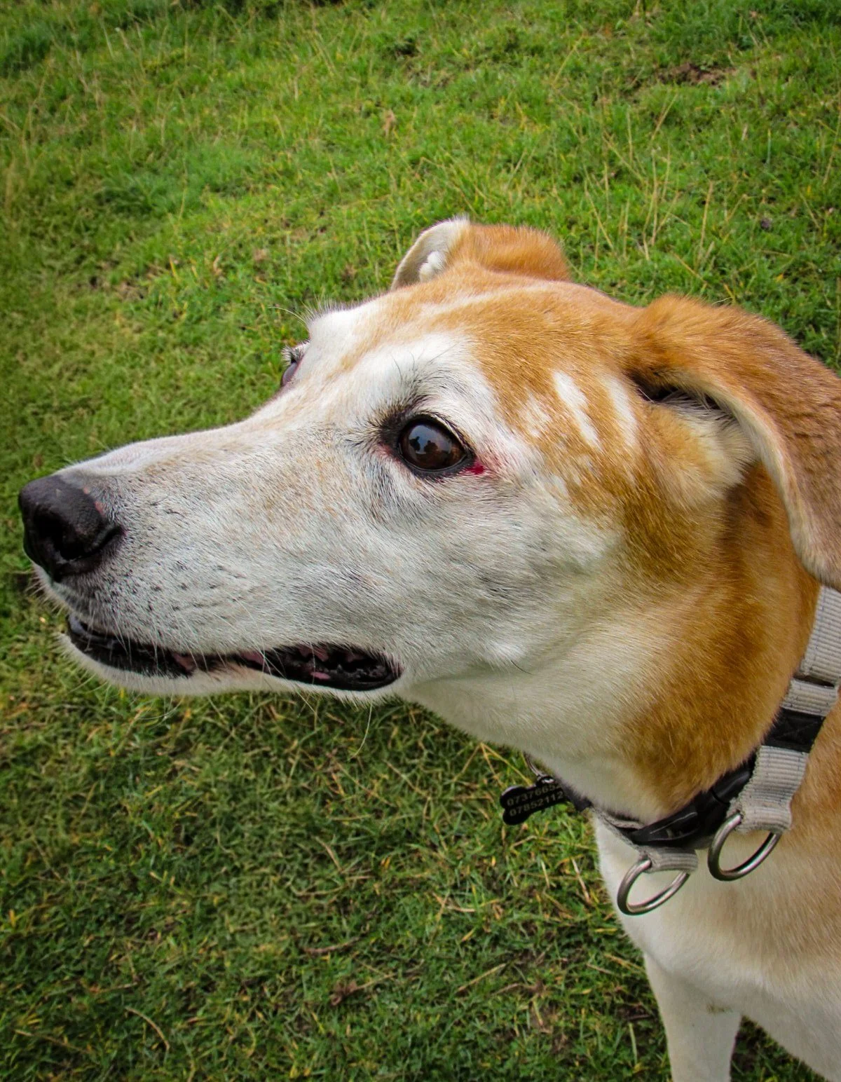 Close-up of a dog with a white and tan coat on green grass, looking to the left with a gentle expression.