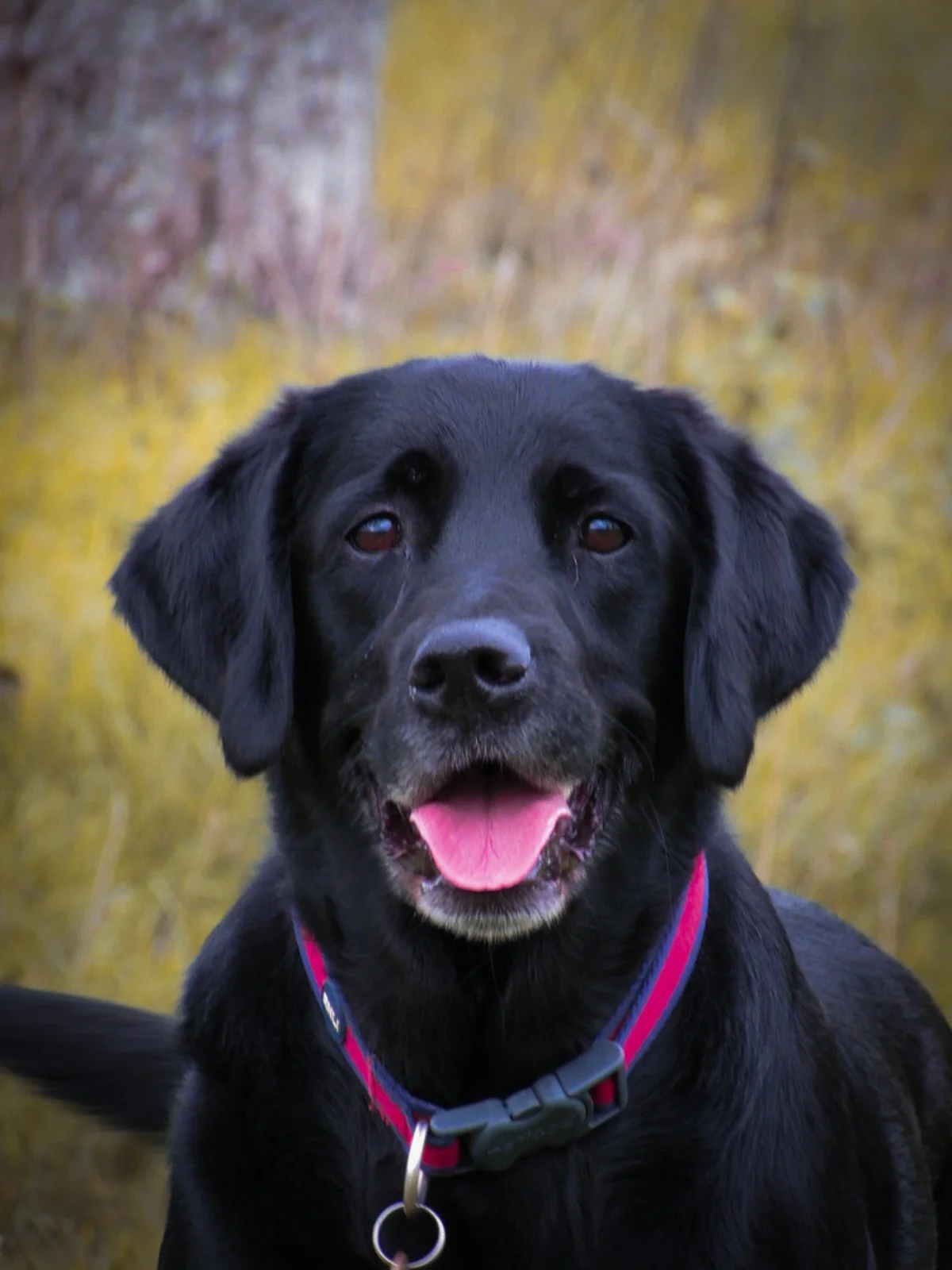 A black Labrador Retriever dog with a purple and red collar, outdoors, with a blurred background of yellow and brown trees.