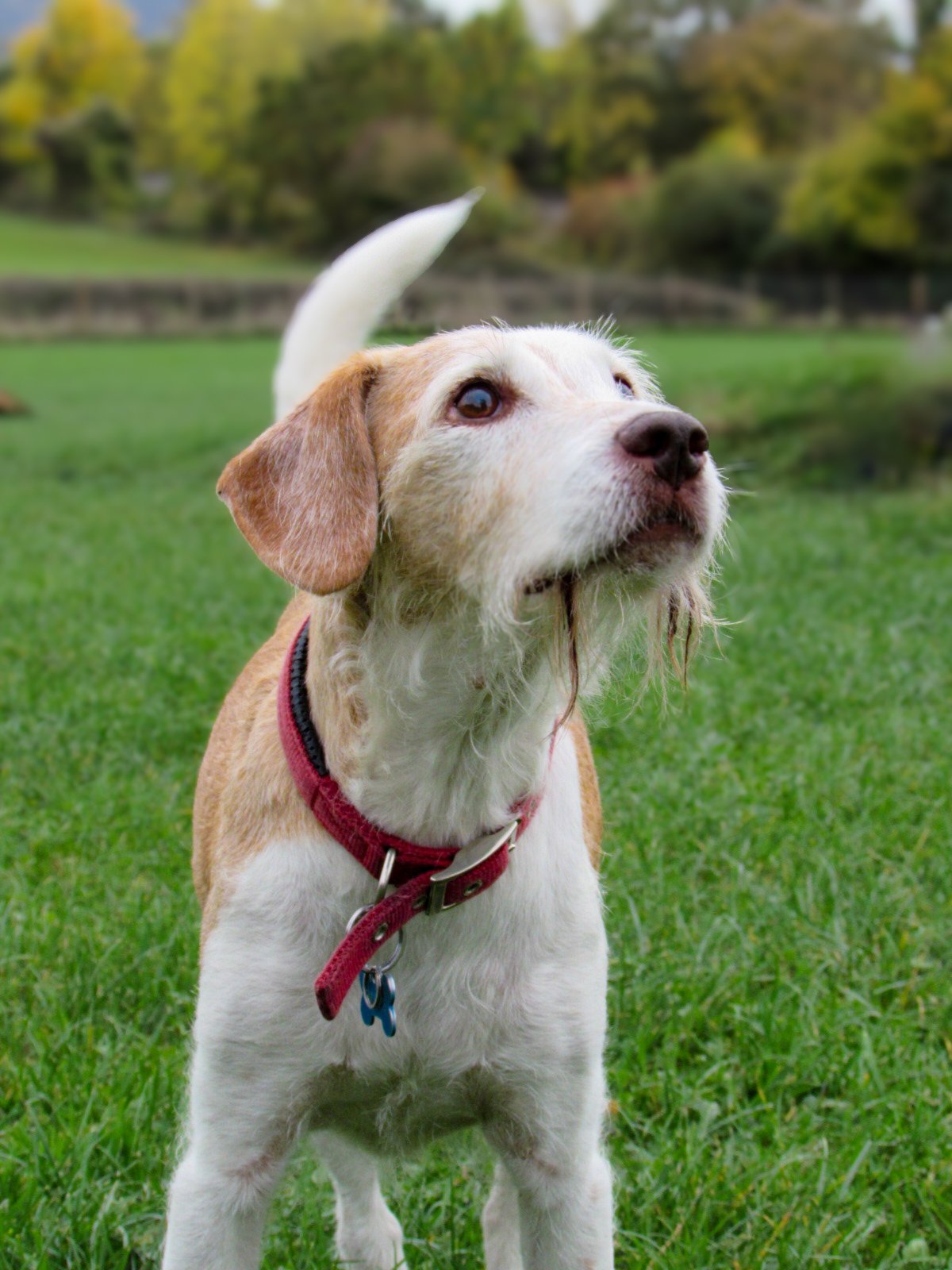 A close-up of a beagle dog with a red collar standing on green grass in a park, with trees and a pond in the background.